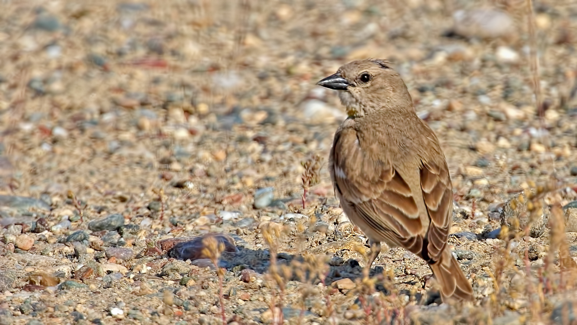 Yellow-throated Sparrow