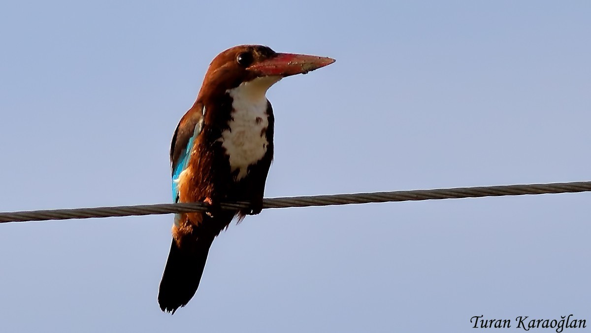 White-throated Kingfisher