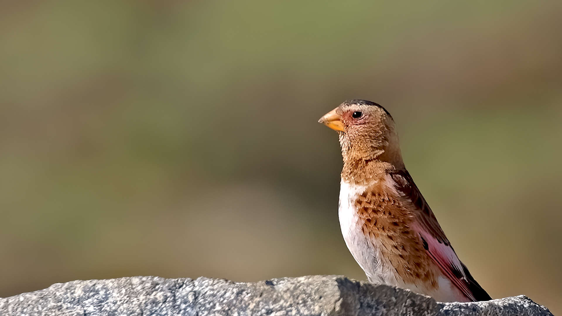 Crimson-winged Finch