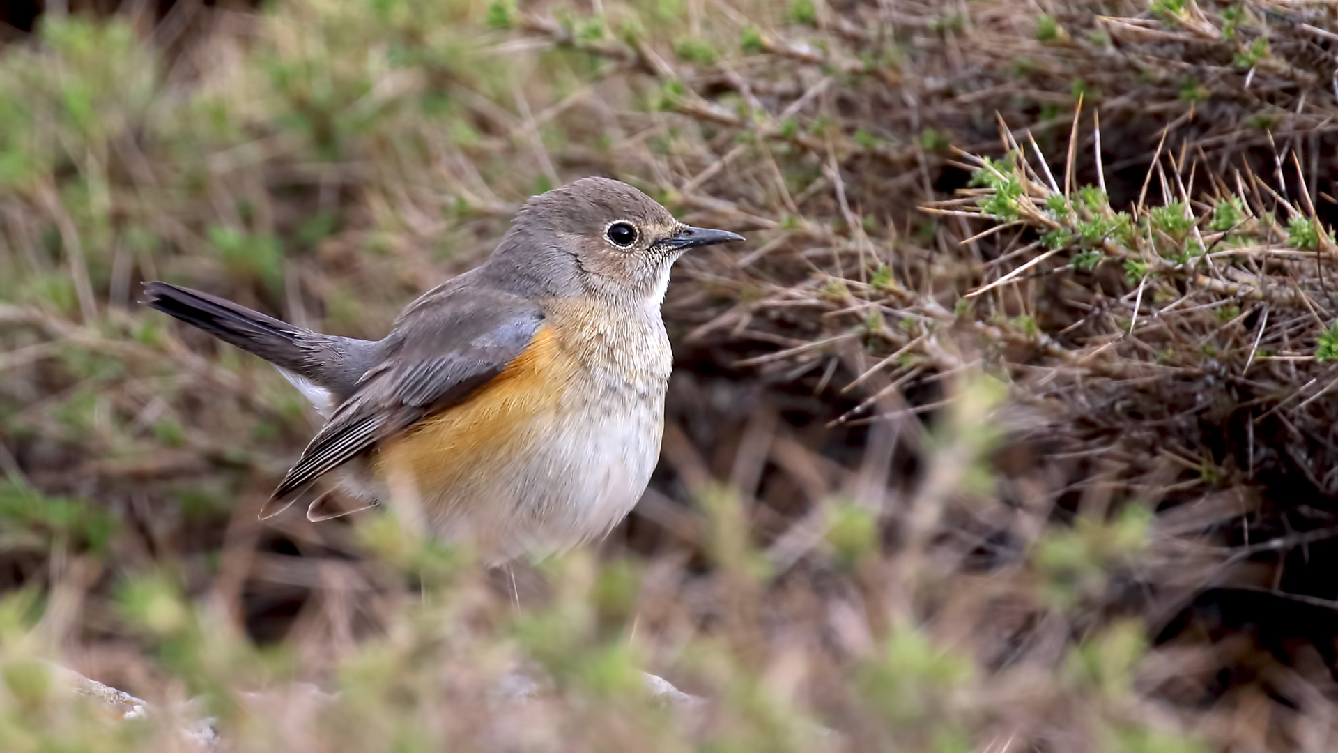 White-throated Robin — Ana fotoğraf