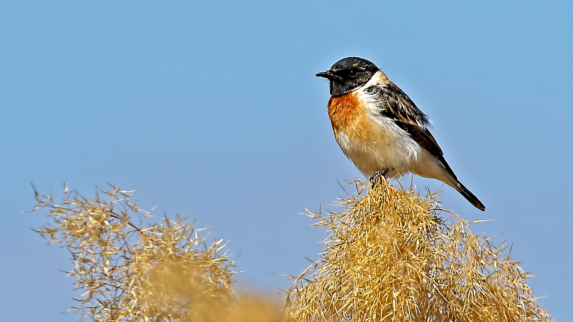 European Stonechat
