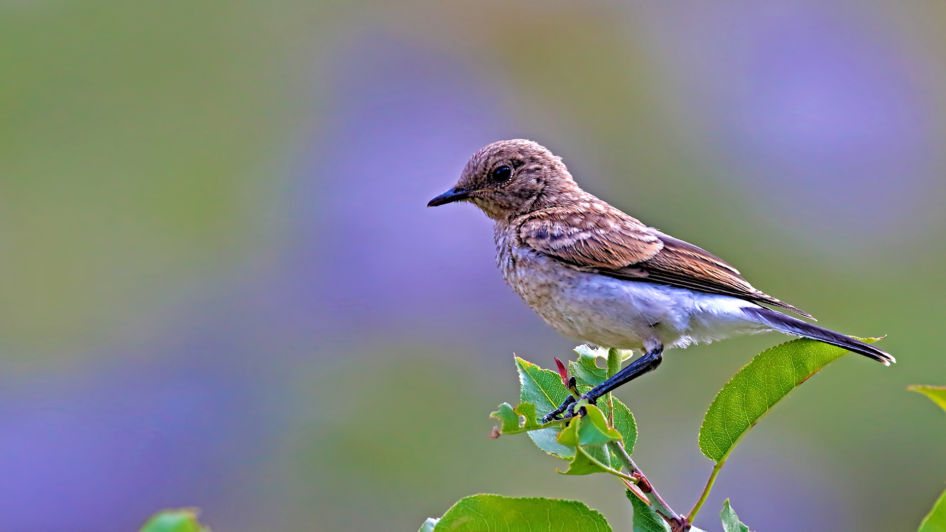 Black-eared Wheatear