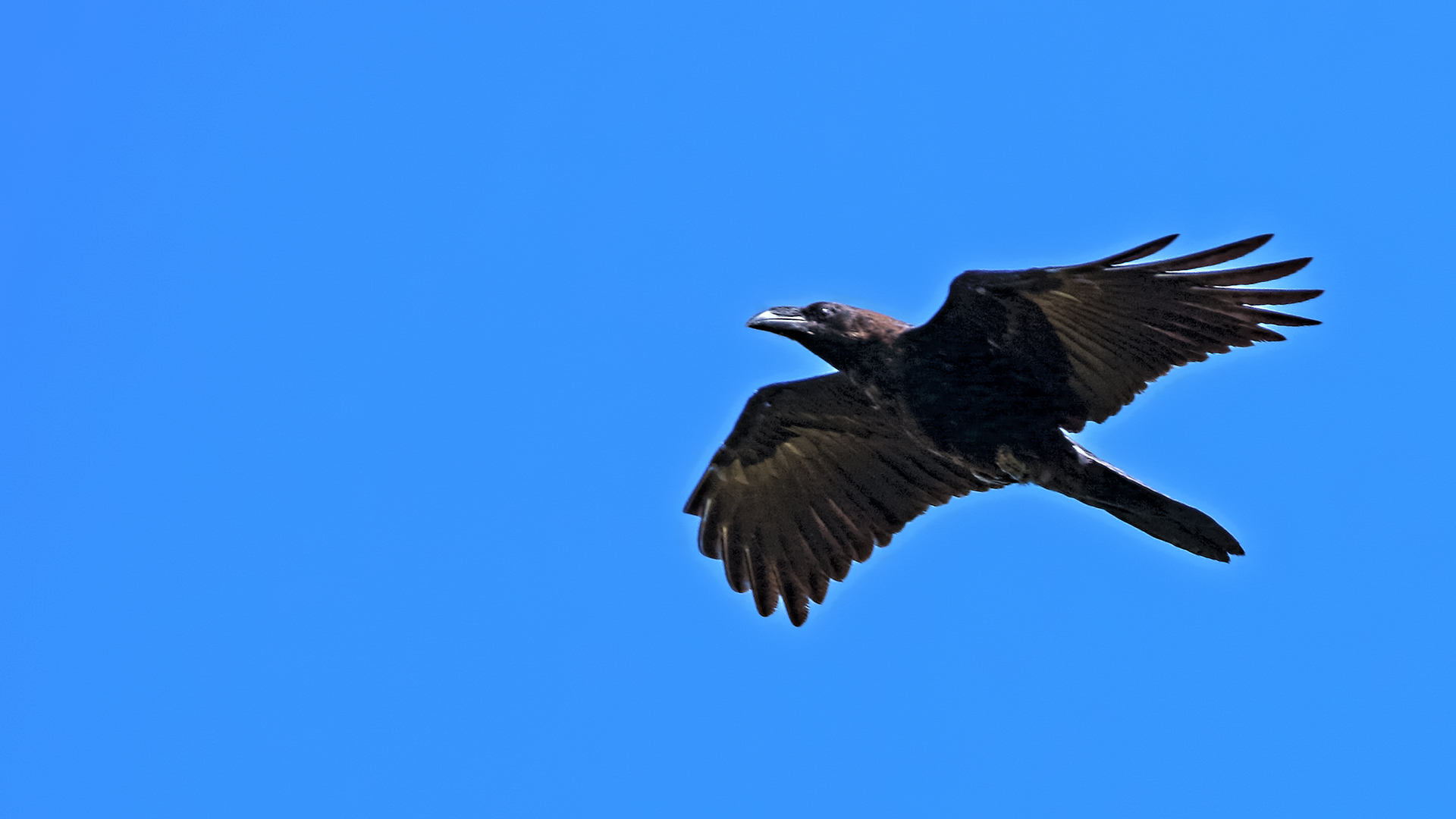 Common Raven