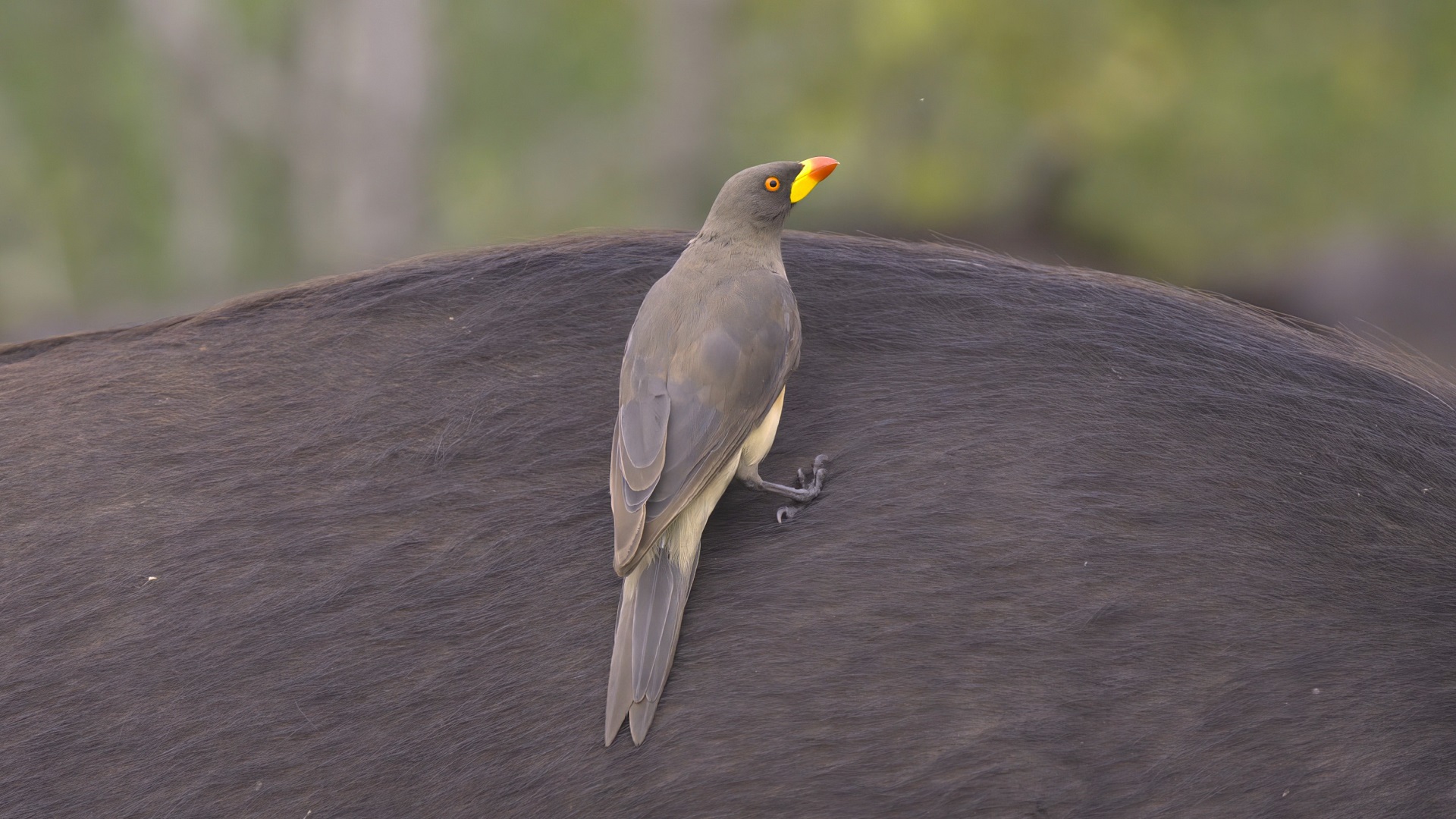 Yellow-billed Oxpecker