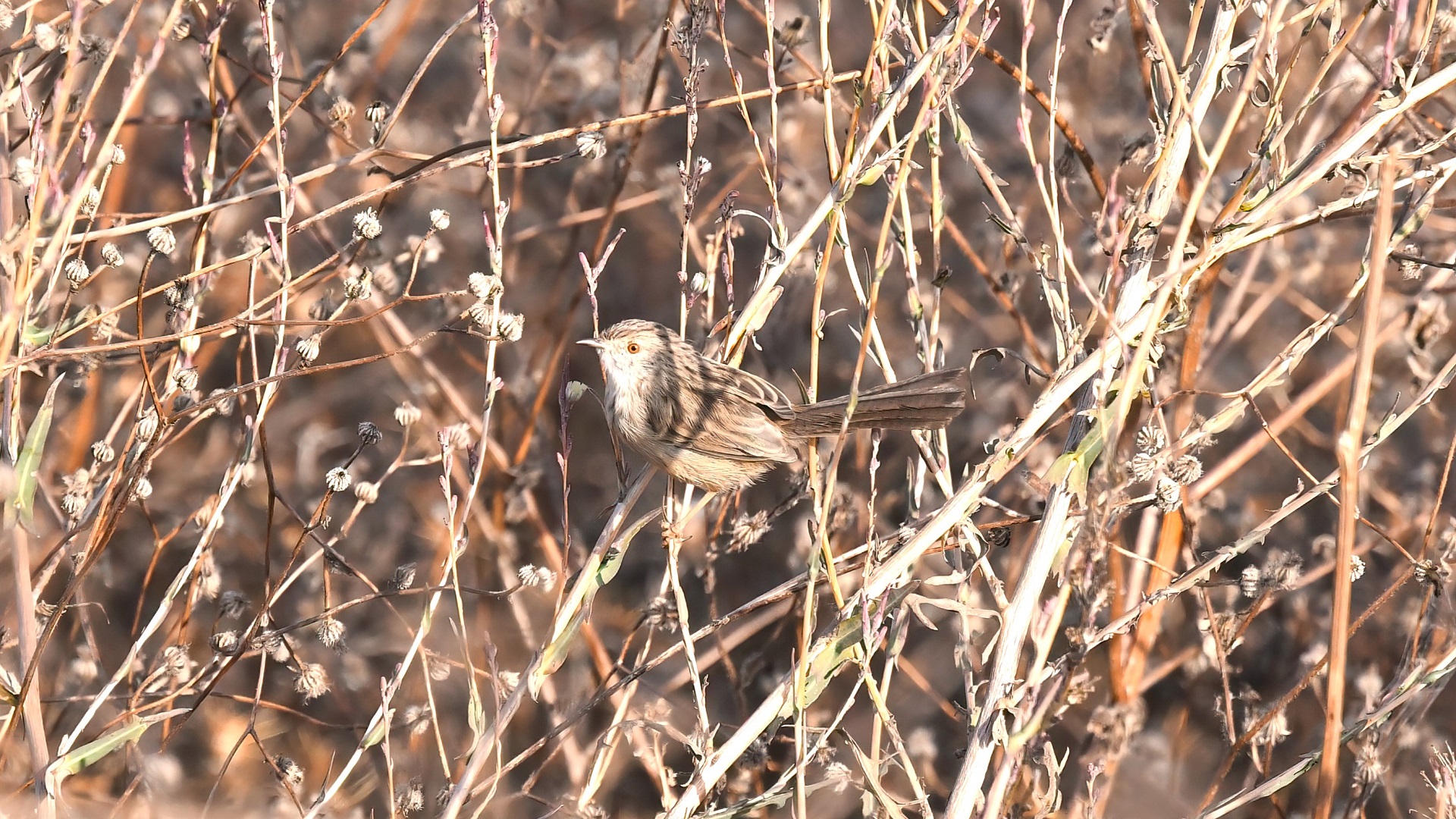 Graceful Prinia