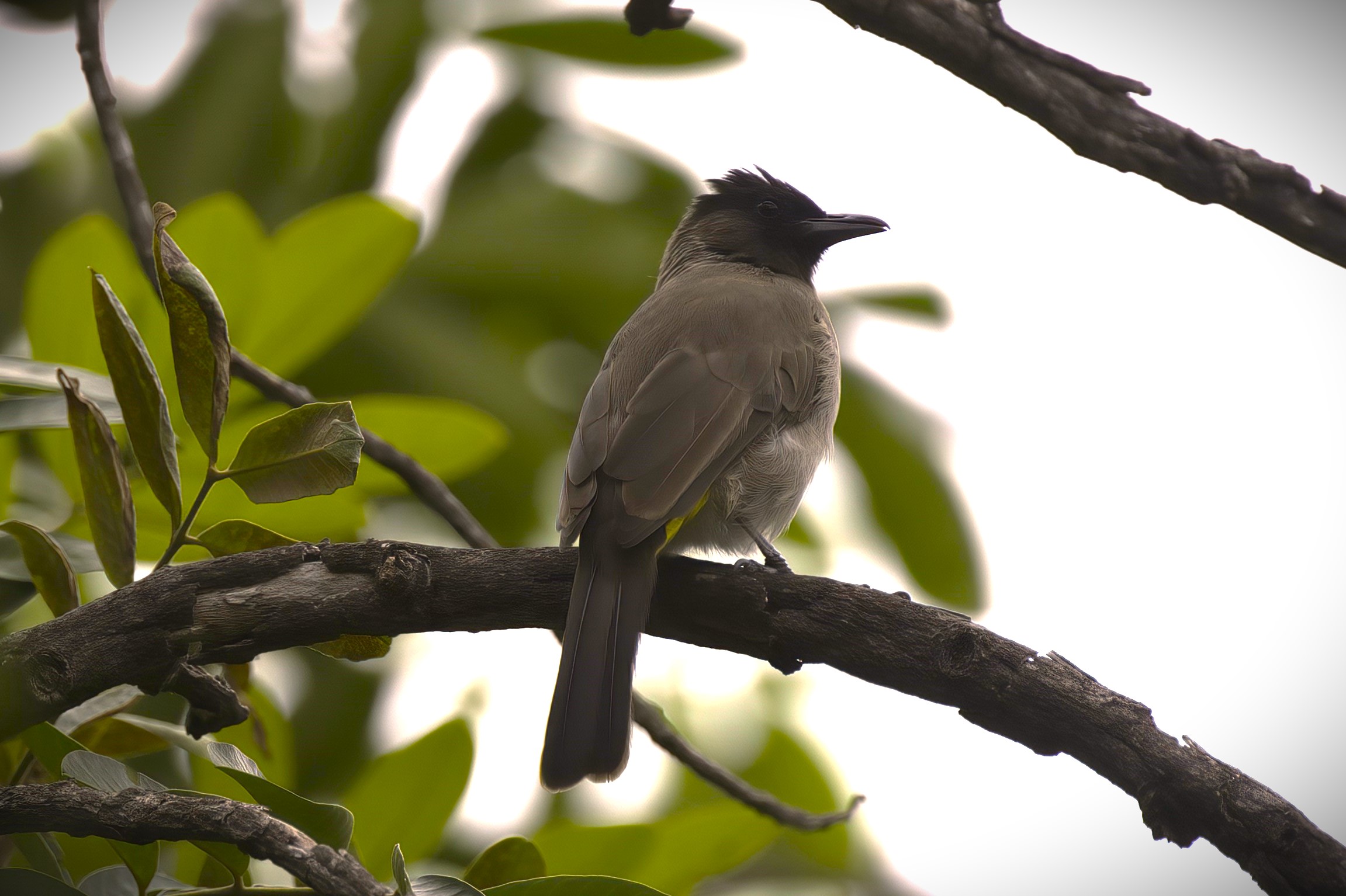 Common Bulbul