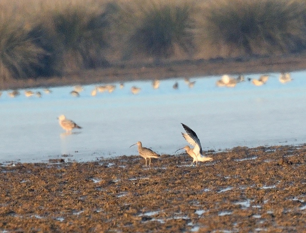 Eurasian Curlew