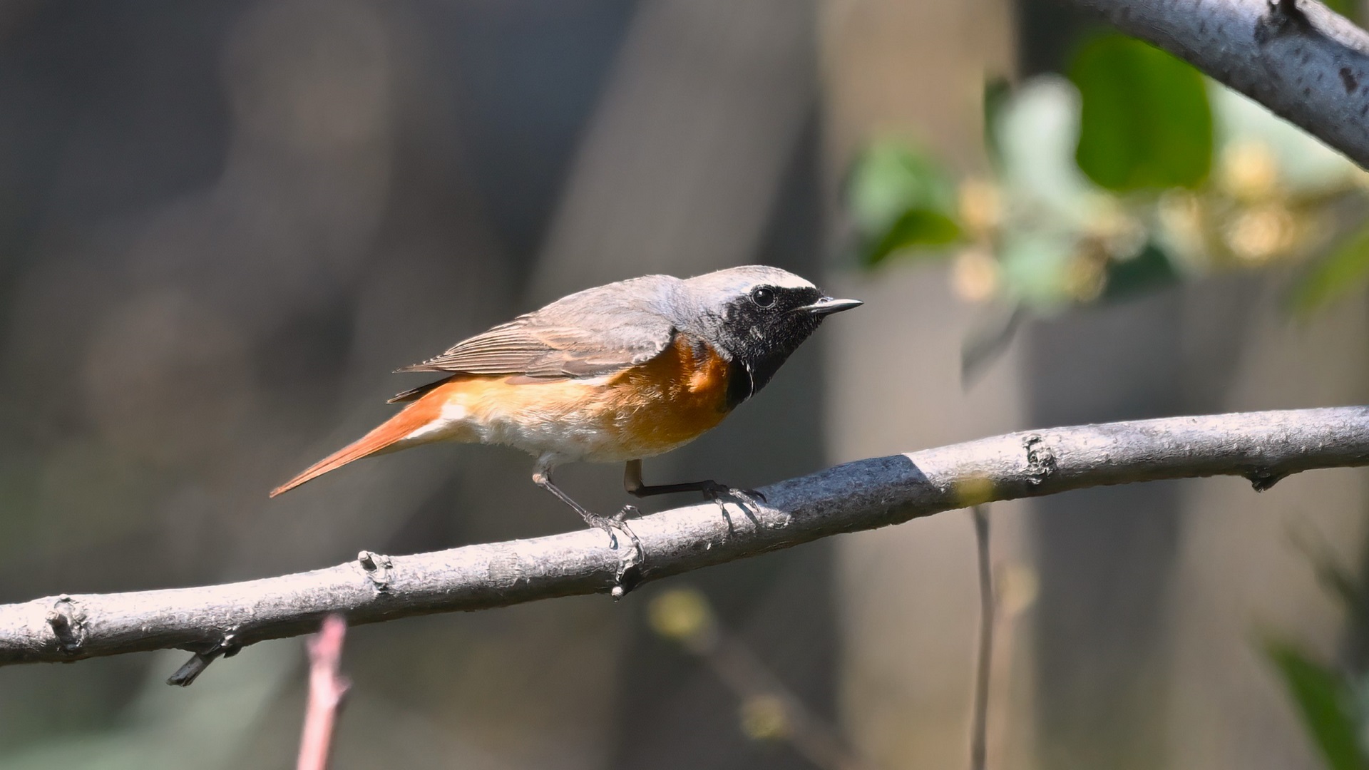 Common Redstart
