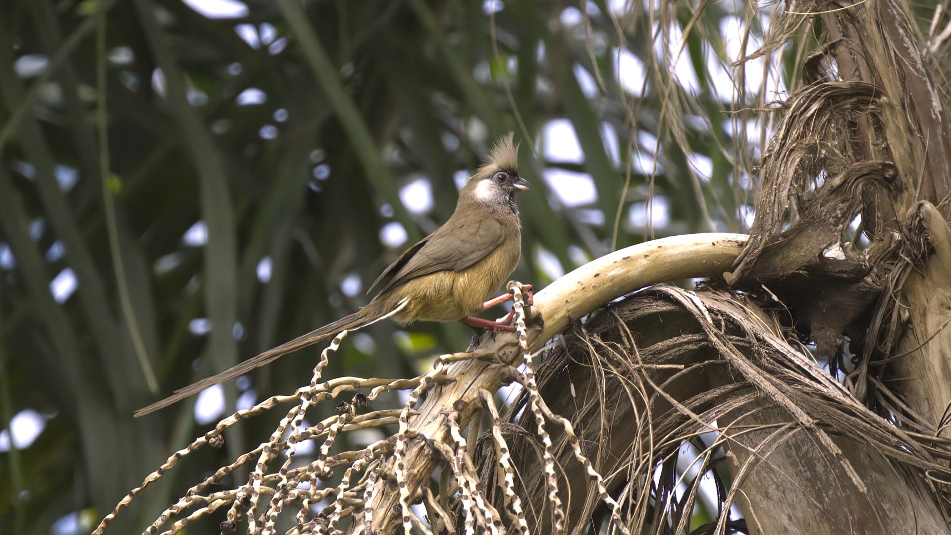 Speckled Mousebird