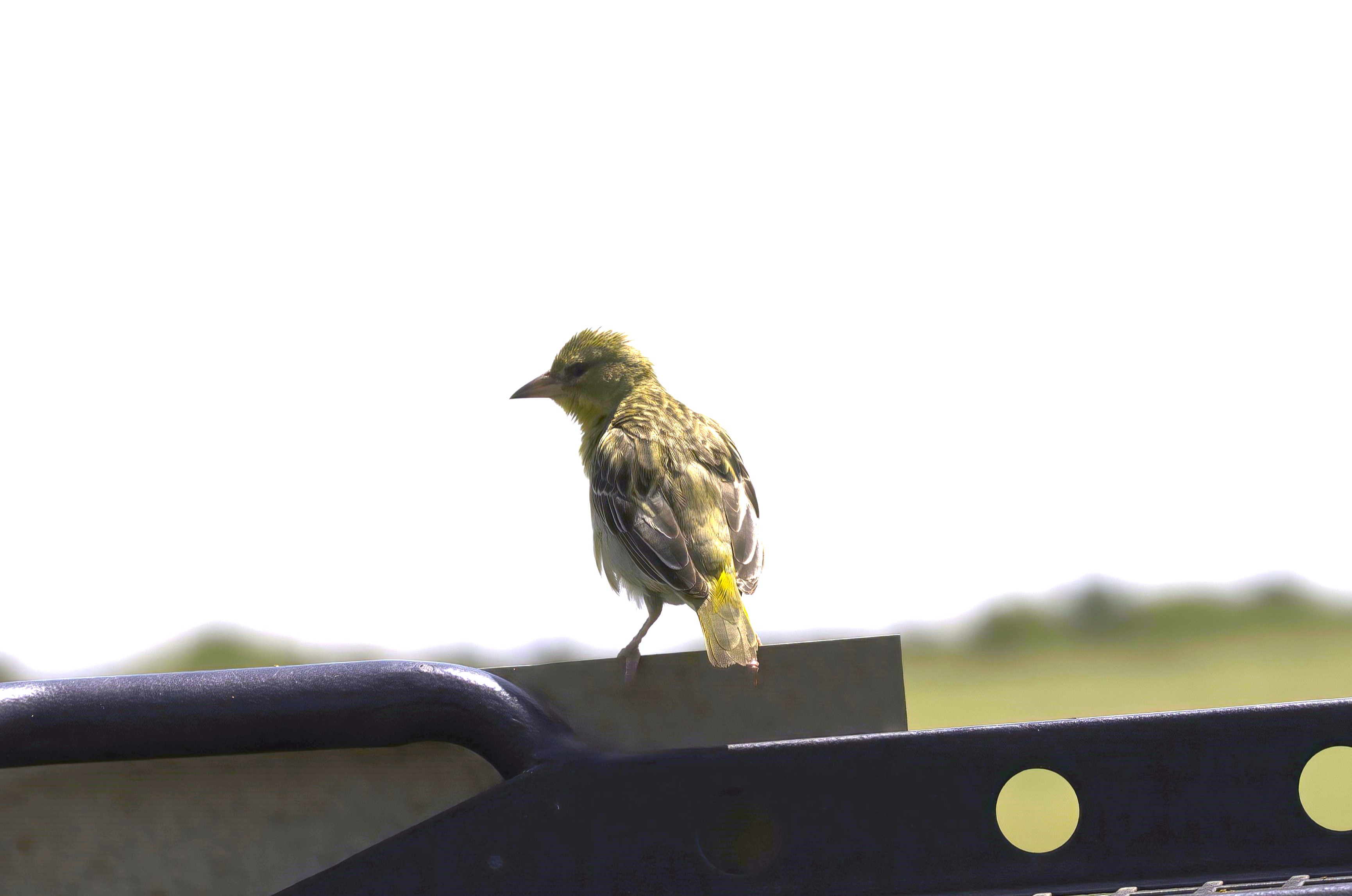 Village Weaver