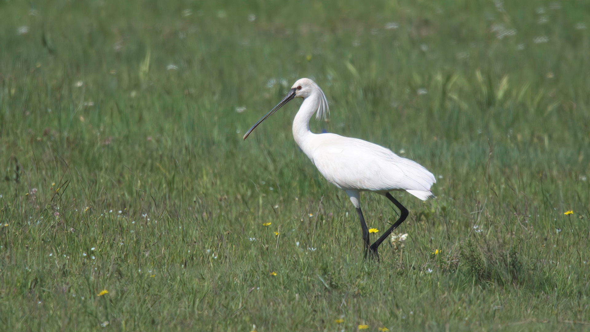 Eurasian Spoonbill — Ana fotoğraf