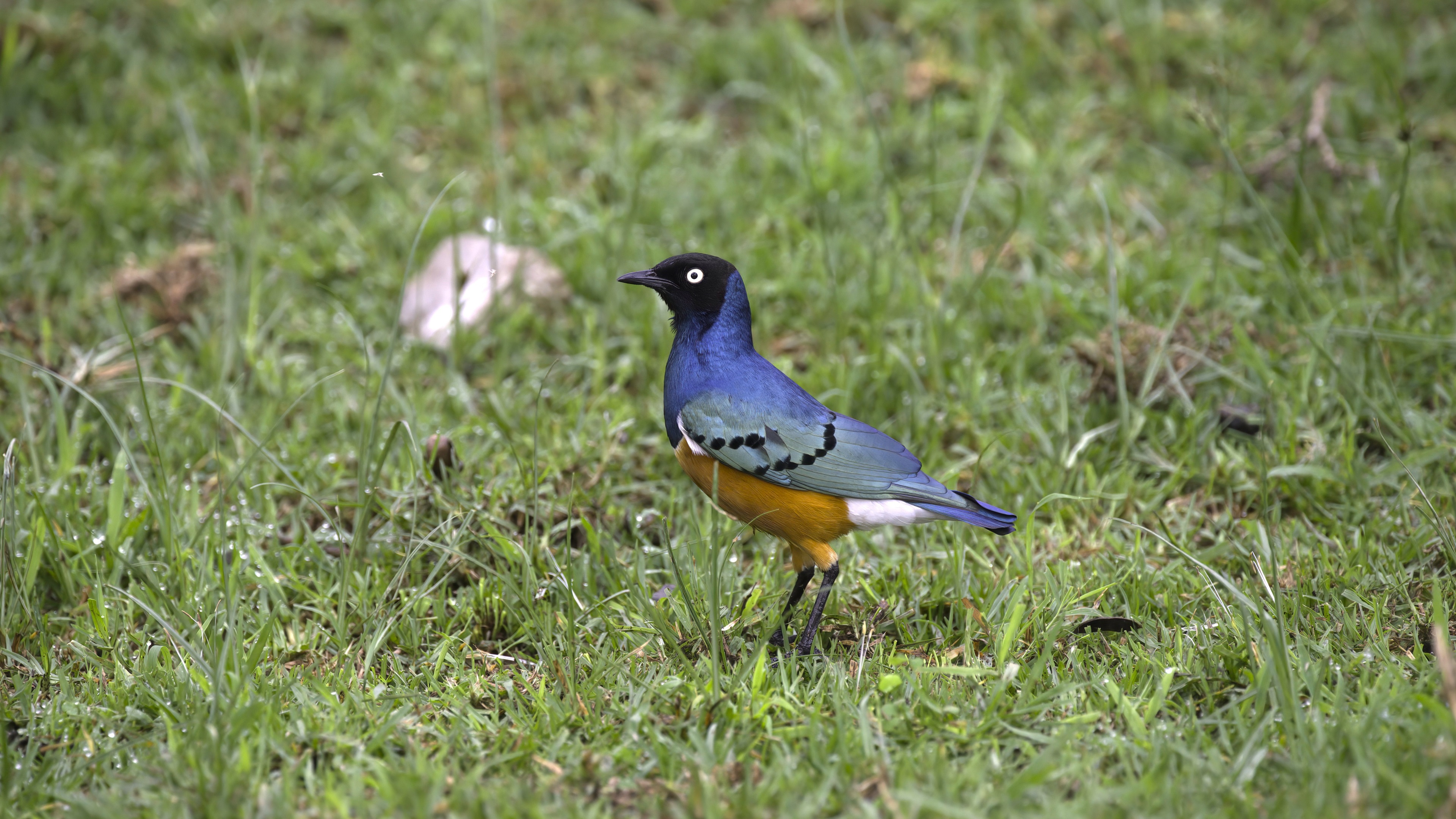 Superb Starling