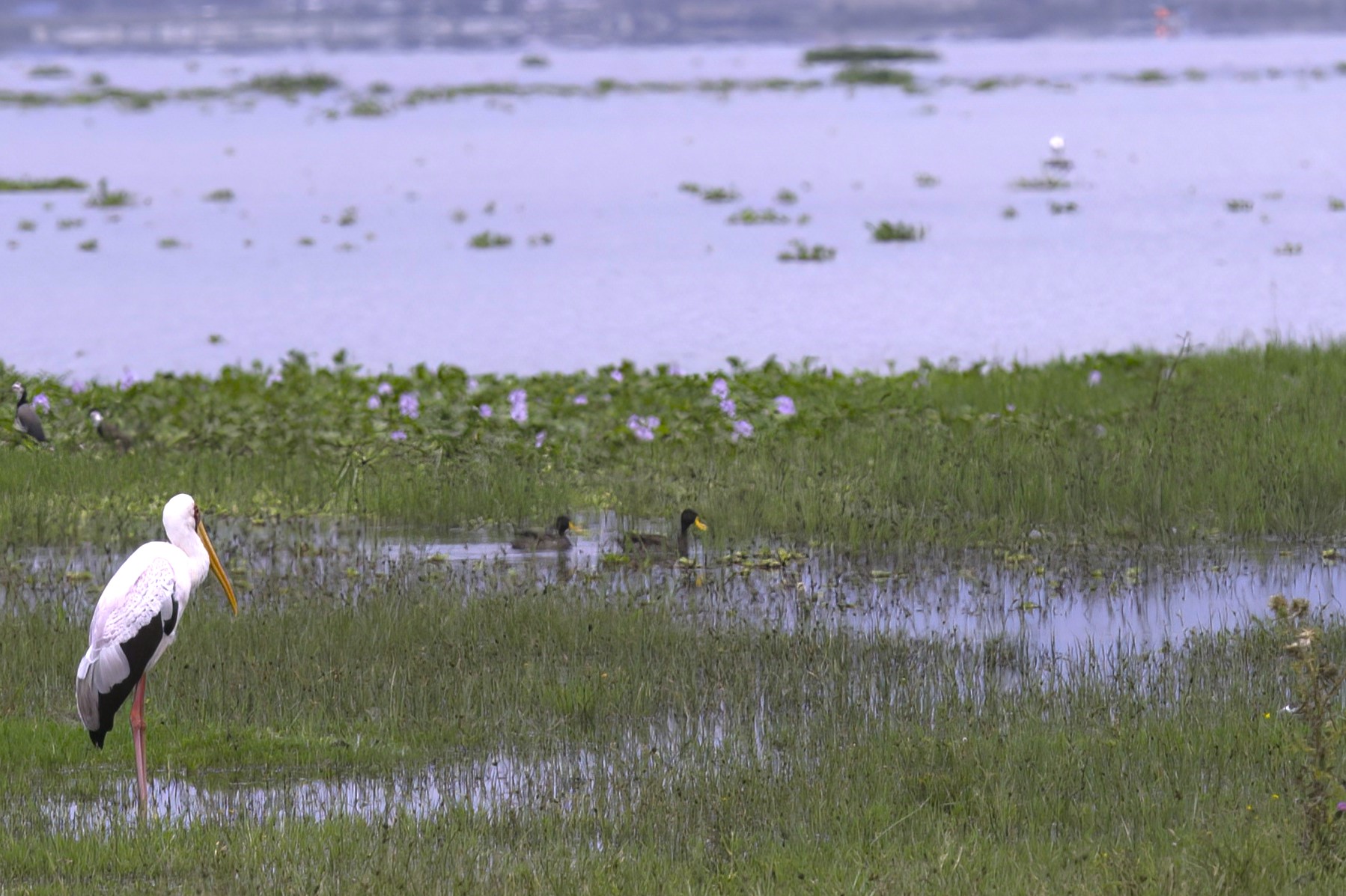 Yellow-billed Duck