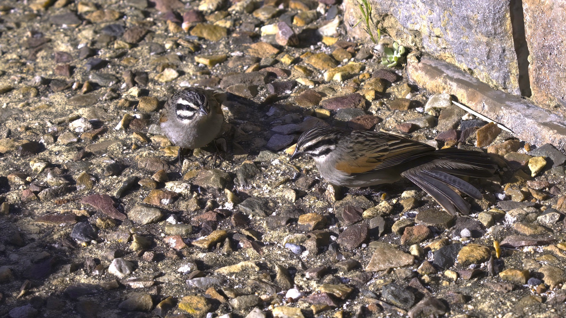 Cape Bunting