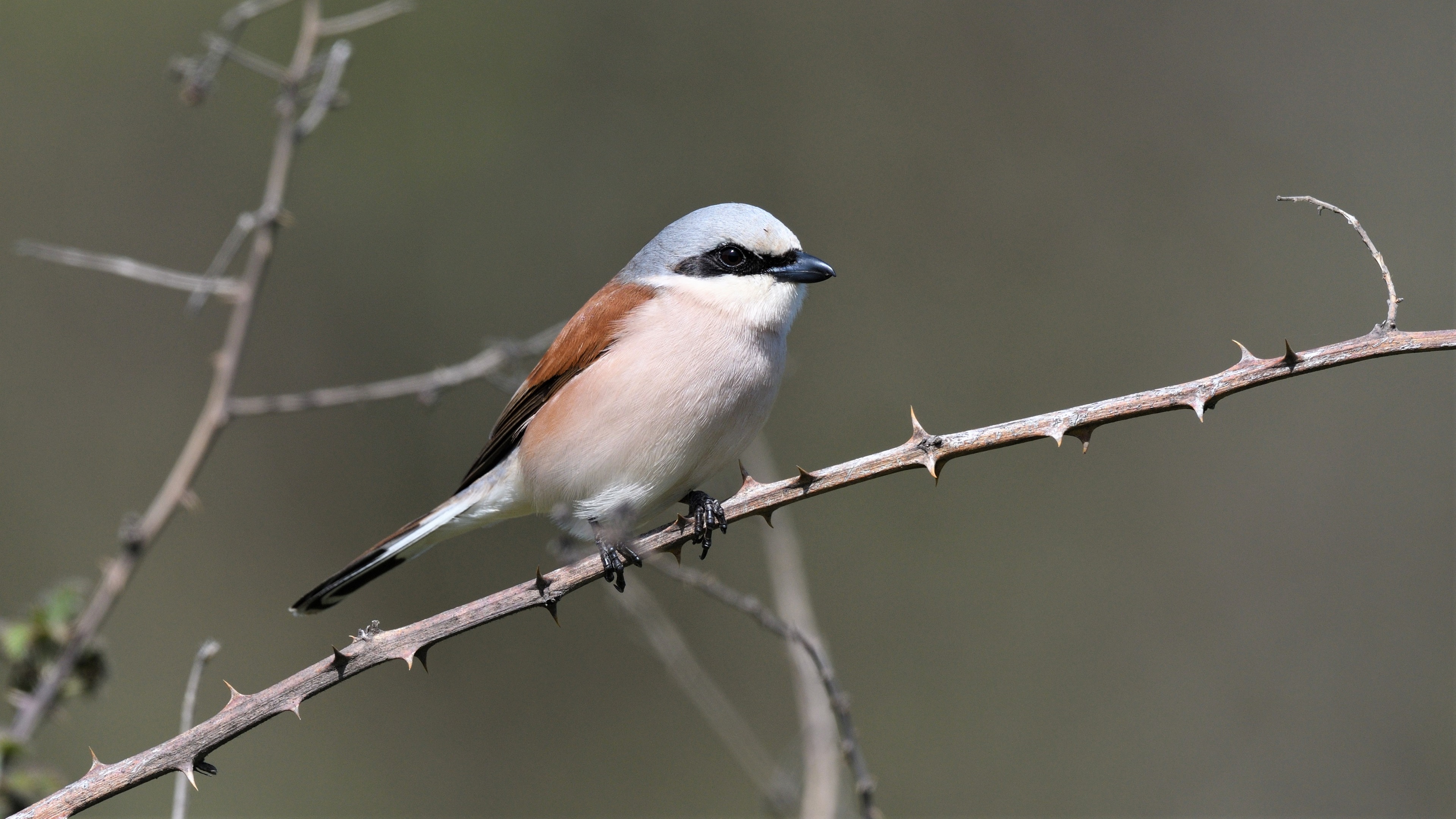 Red-backed Shrike