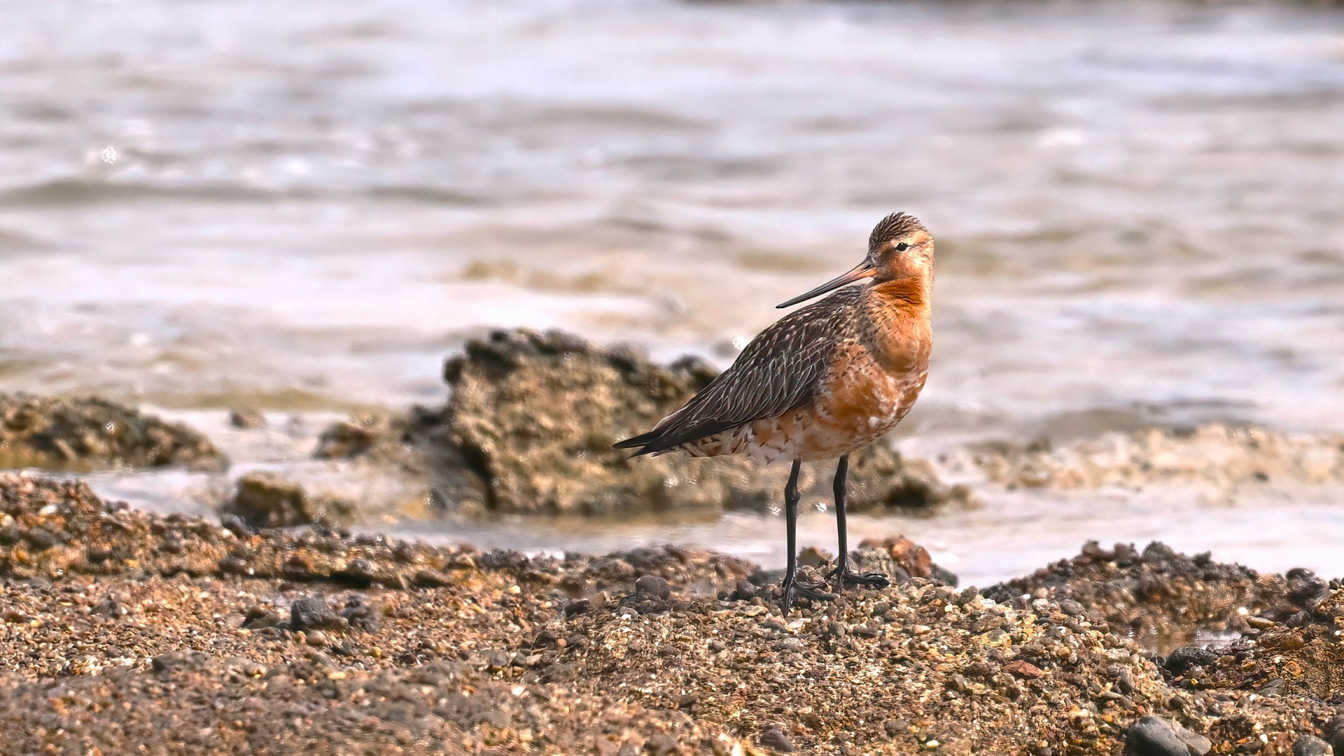 Bar-tailed Godwit
