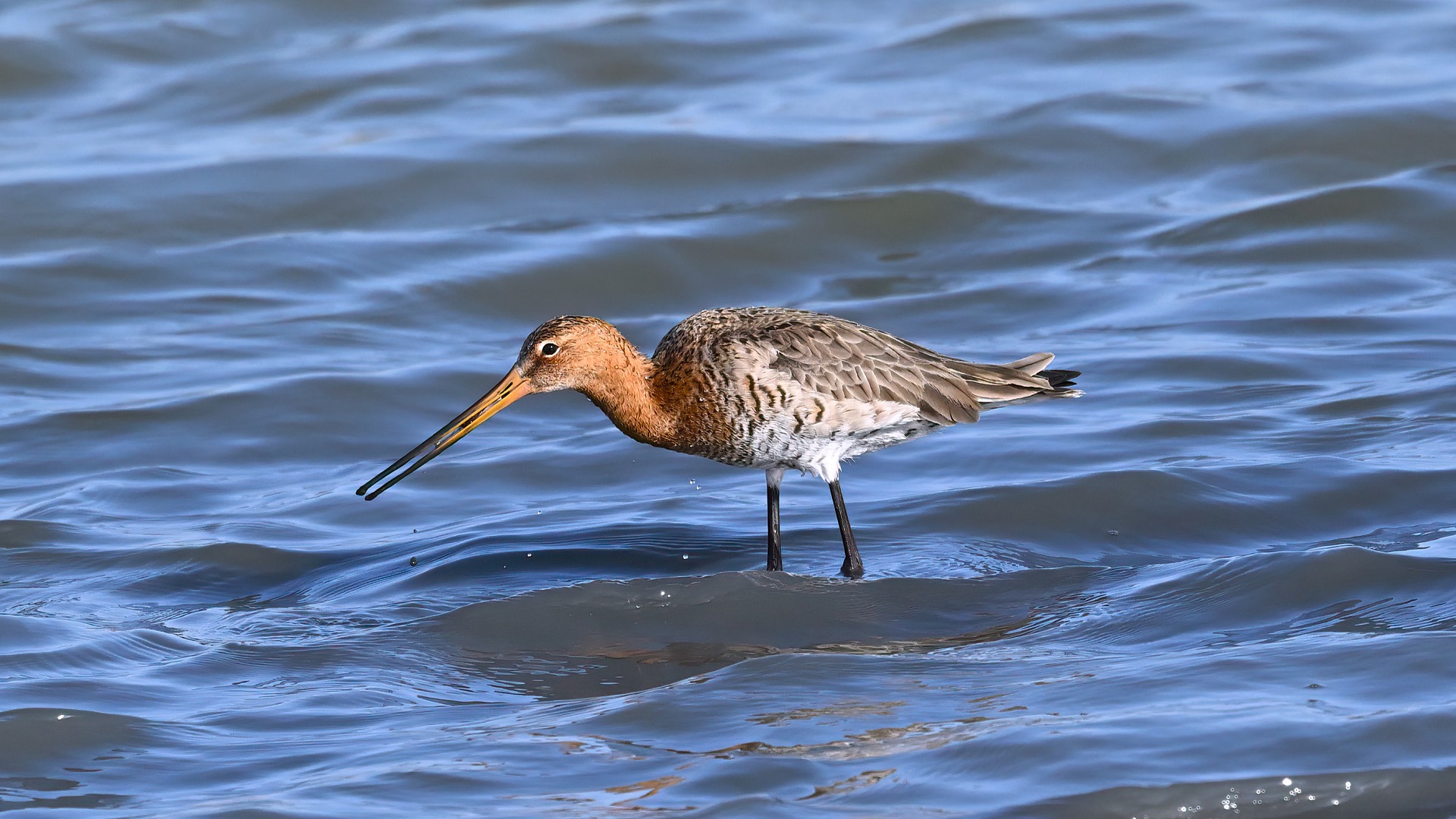 Black-tailed Godwit