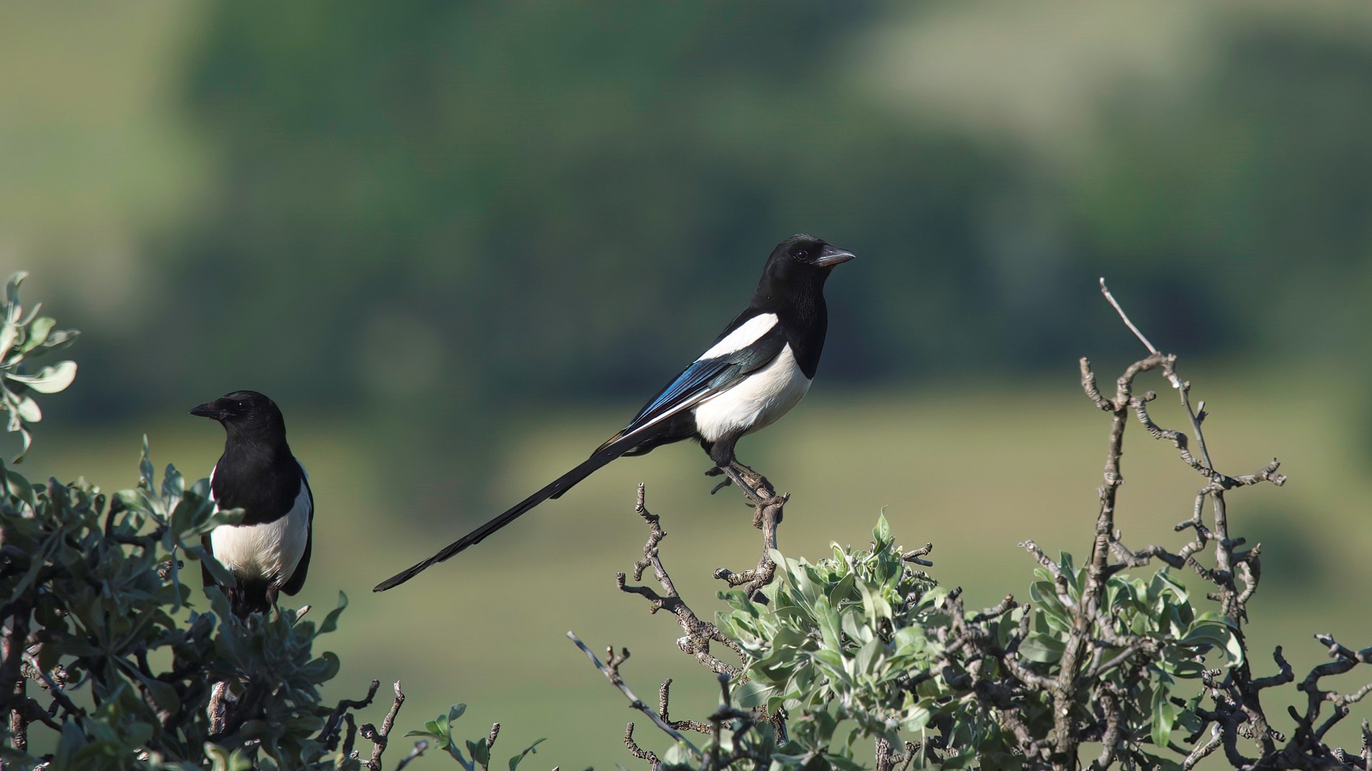 Eurasian Magpie