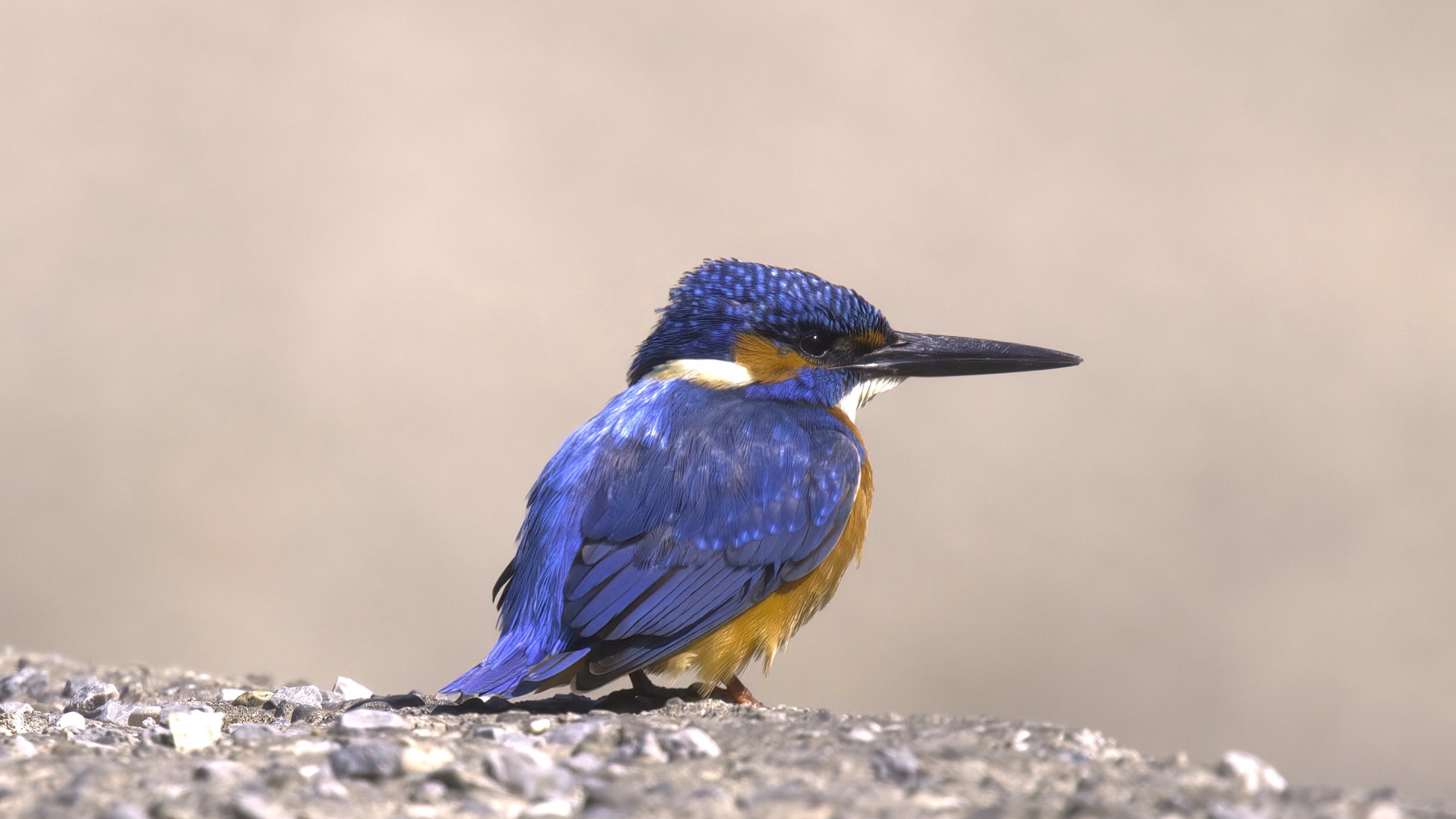 Common Kingfisher