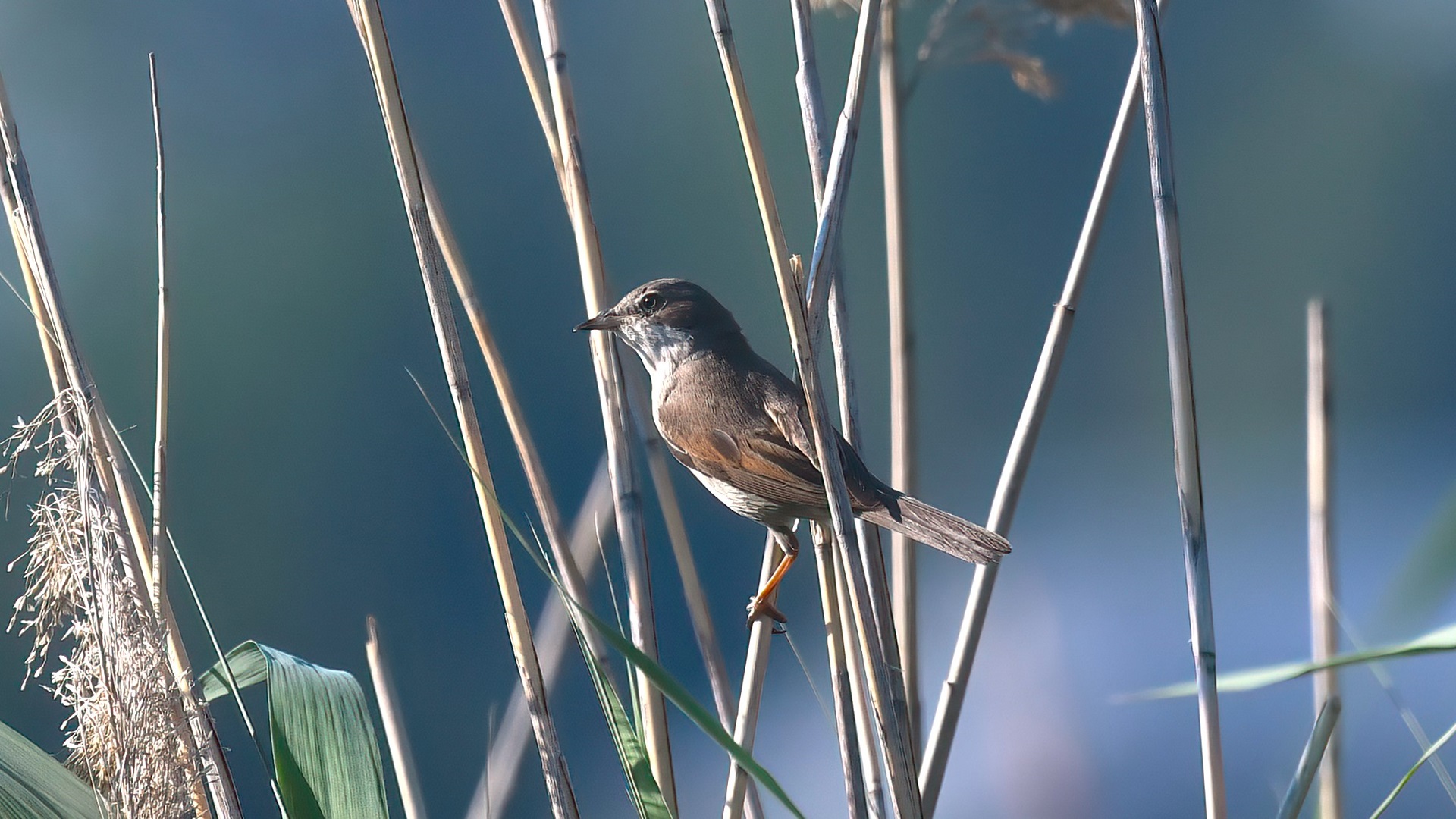 Greater Whitethroat