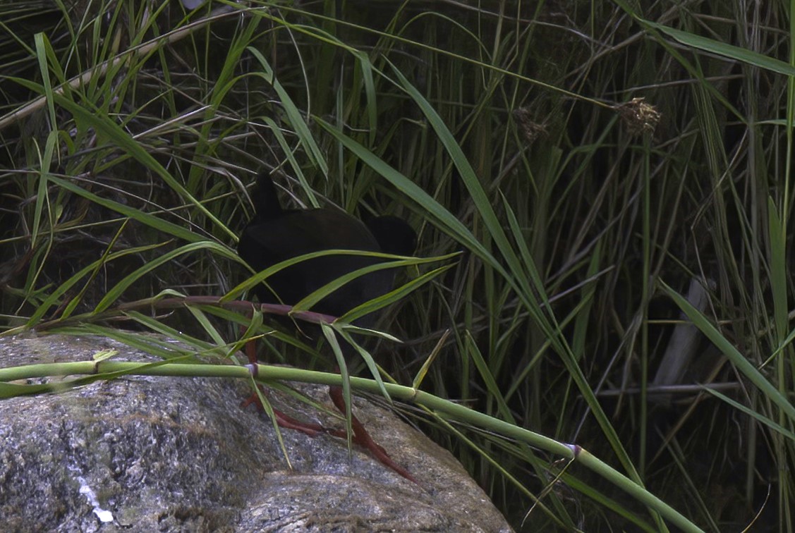 Black Crake