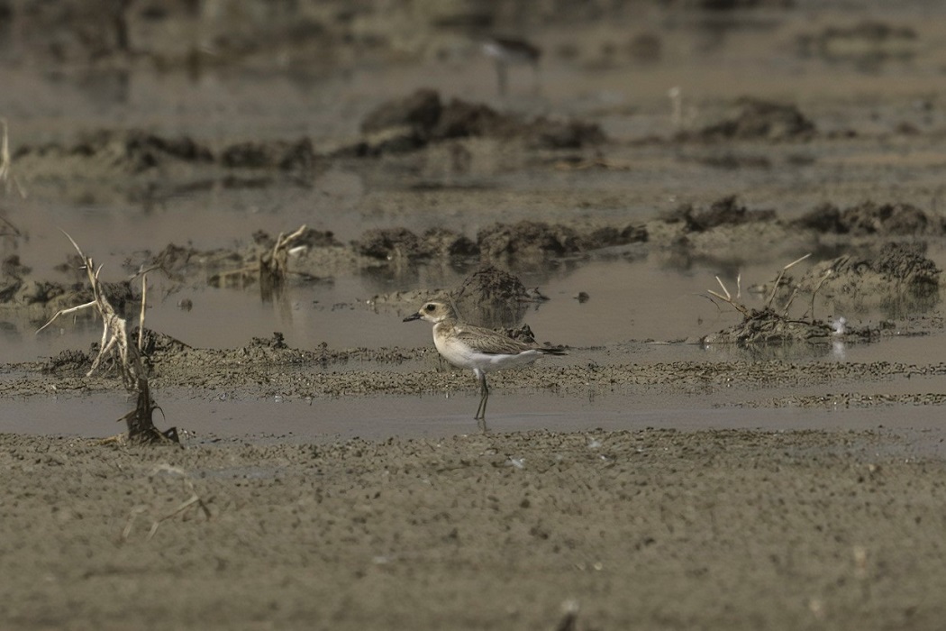 Greater Sand-Plover