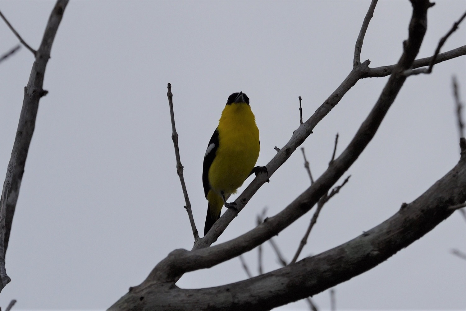Common Iora