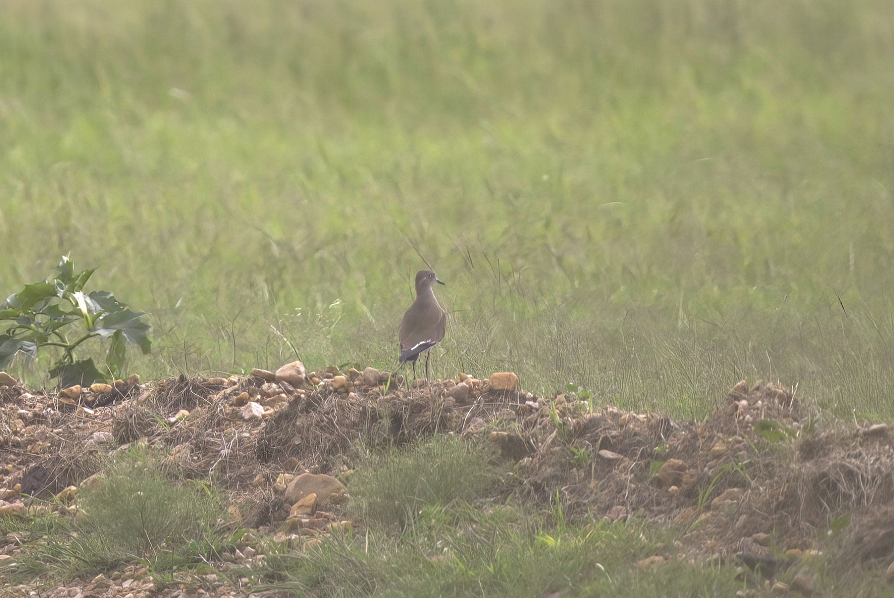 Black-winged Lapwing