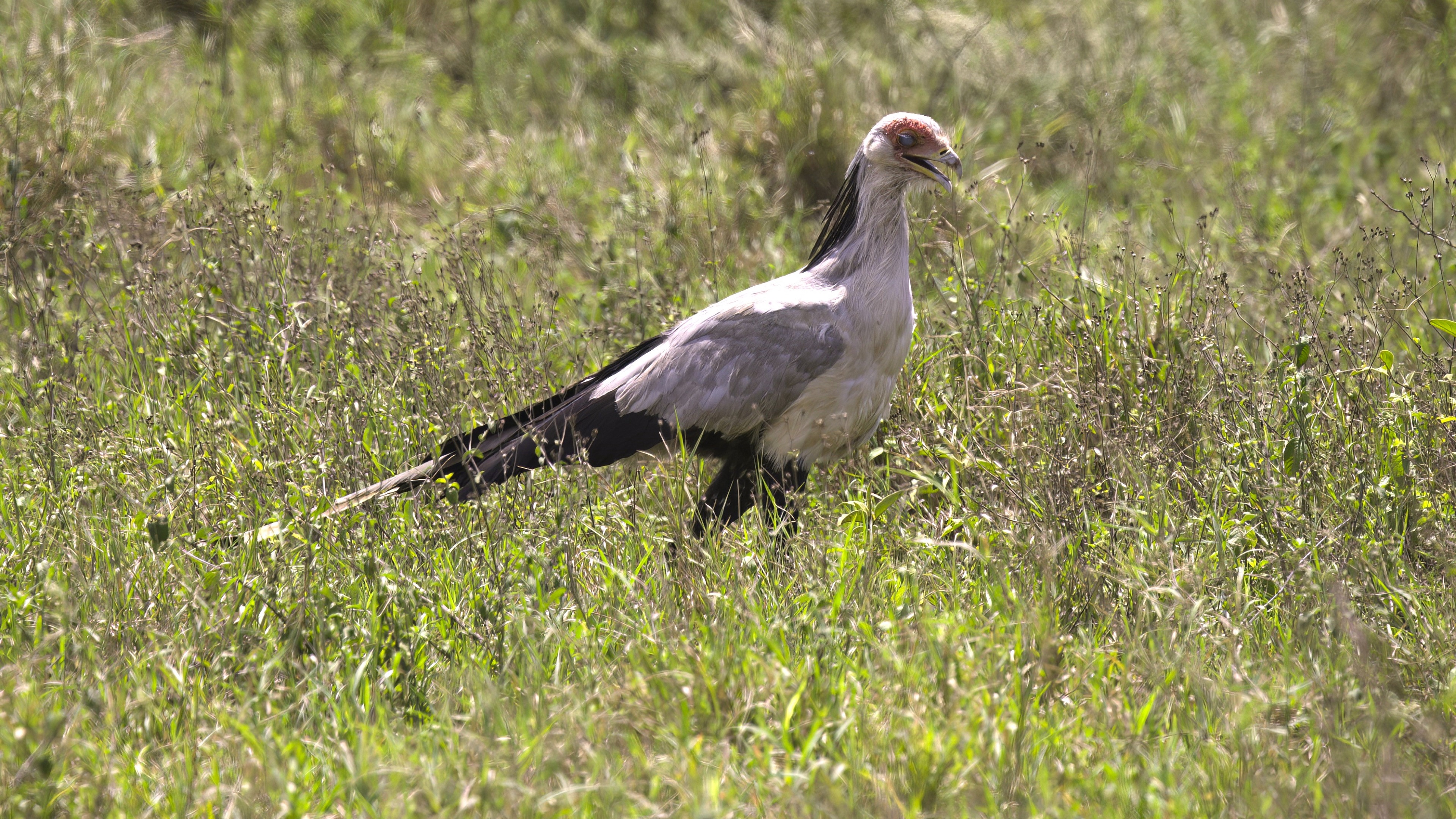 Secretarybird