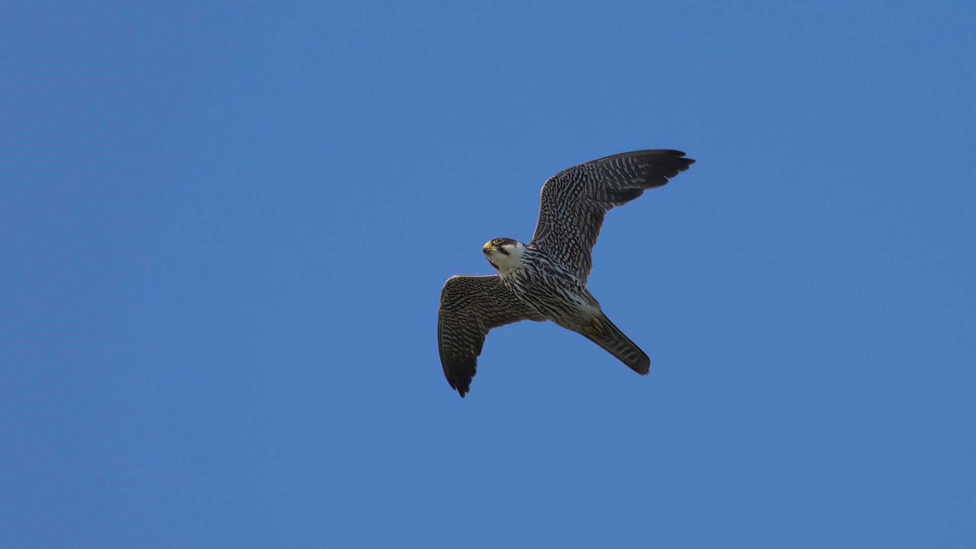 Peregrine Falcon