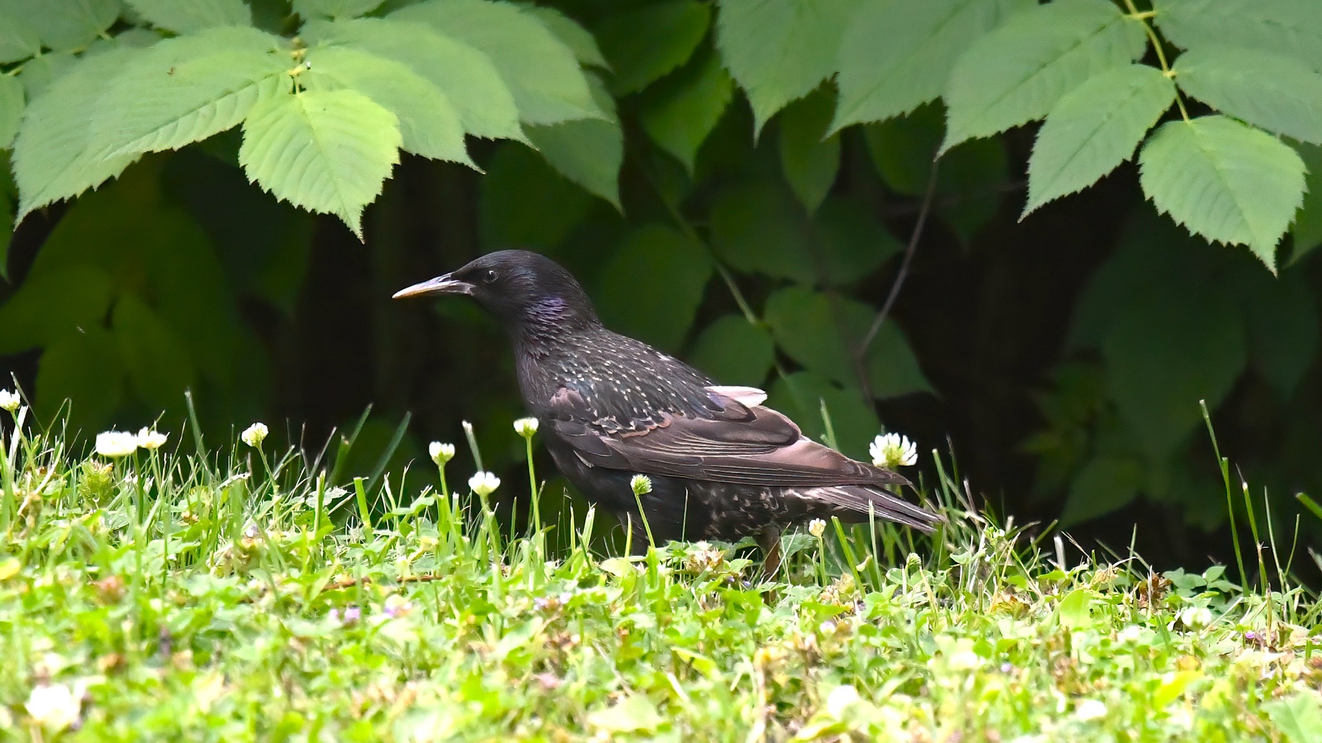 European Starling