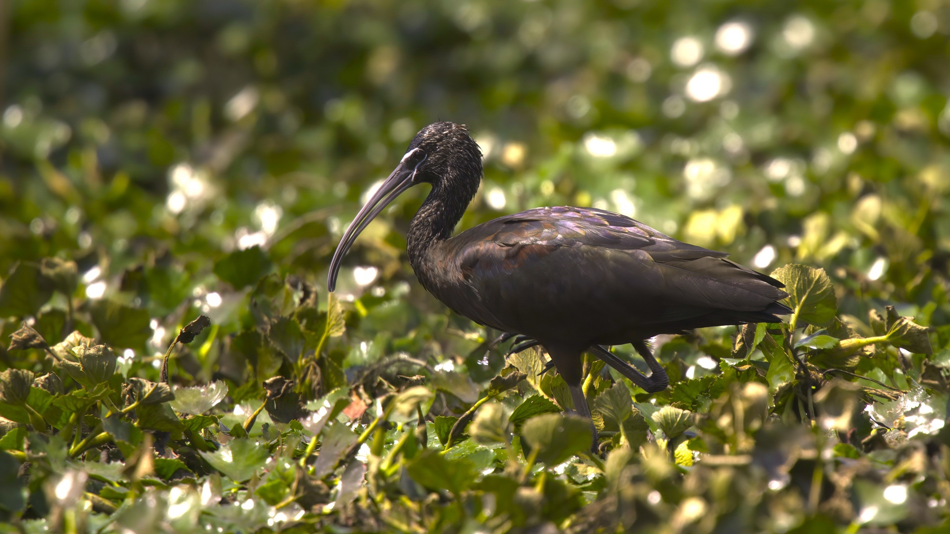 Glossy Ibis