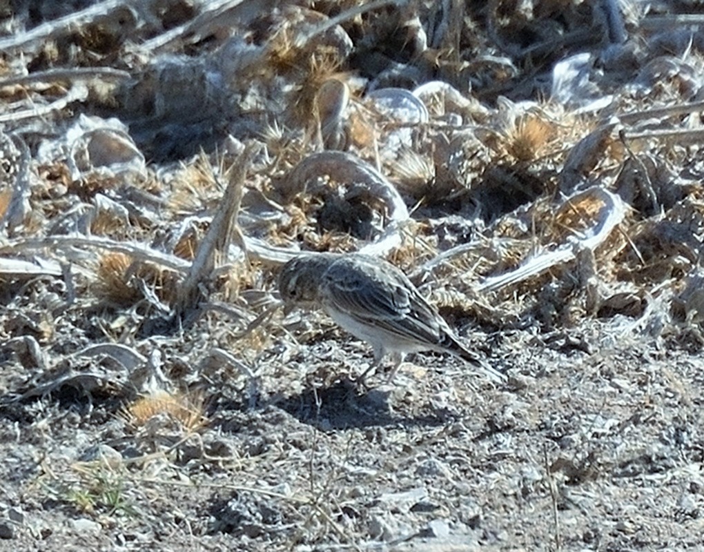 Lesser Short-toed Lark