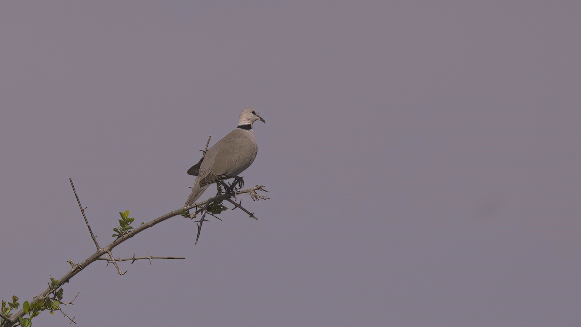 Red-eyed Dove