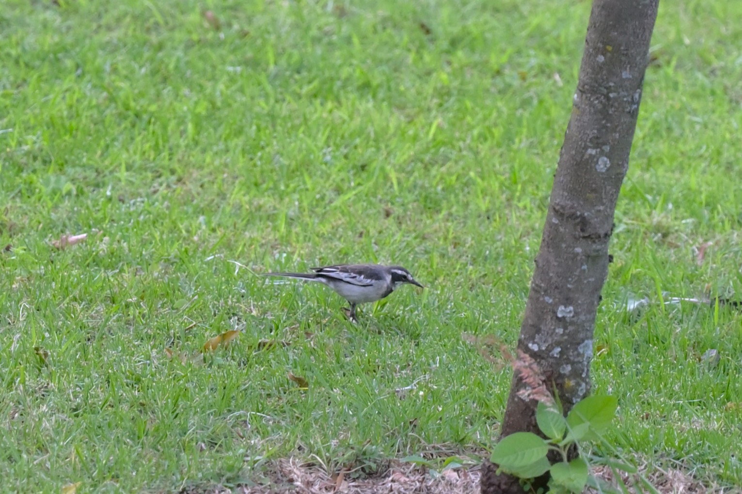 African Pied Wagtail