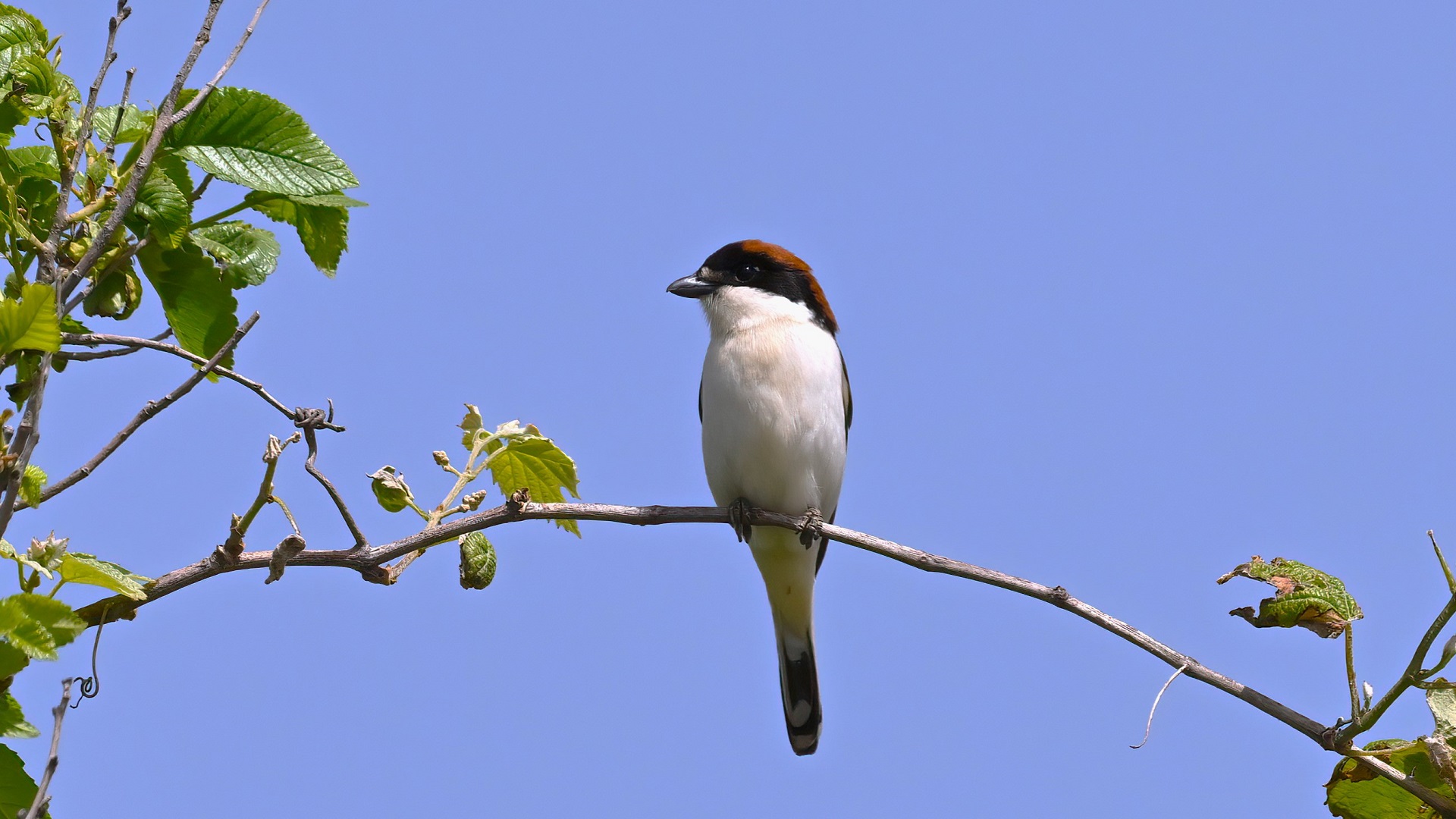 Woodchat Shrike — Ana fotoğraf