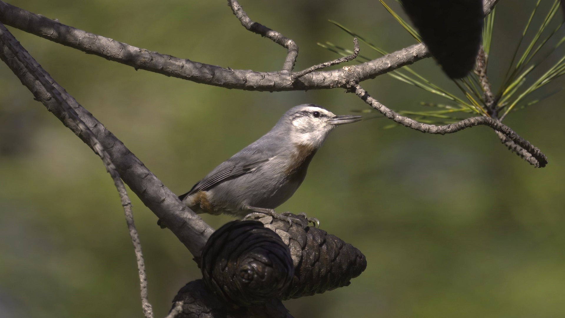 Krüper's Nuthatch