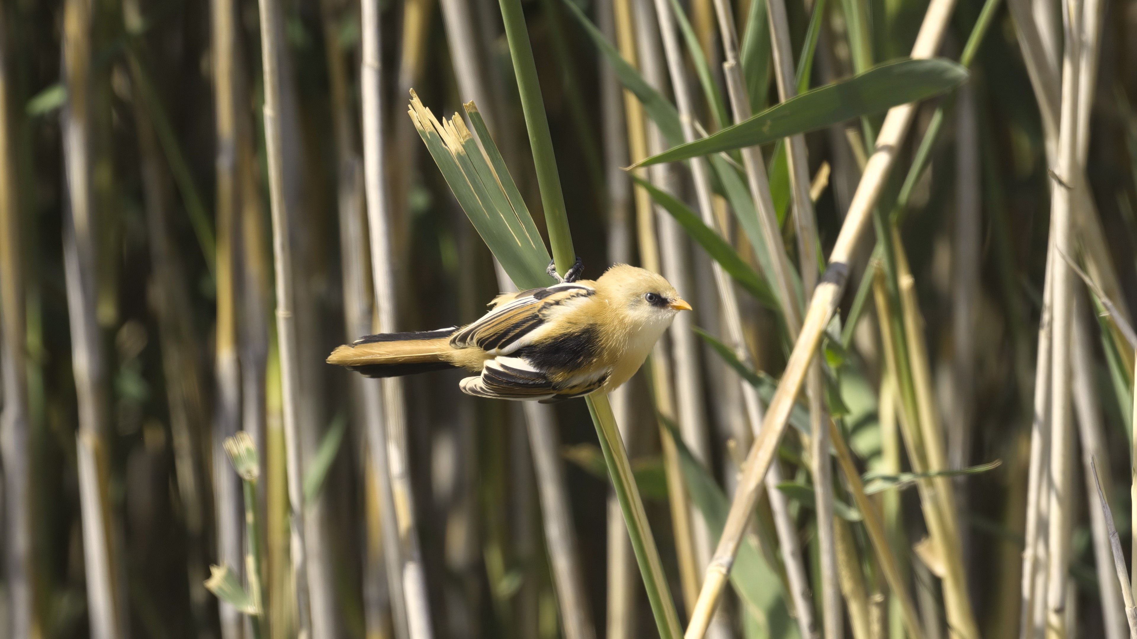 Bearded Reedling