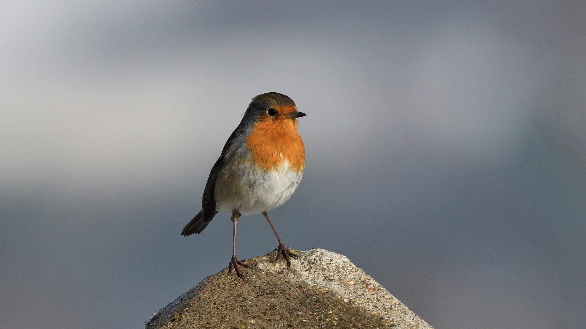 European Robin