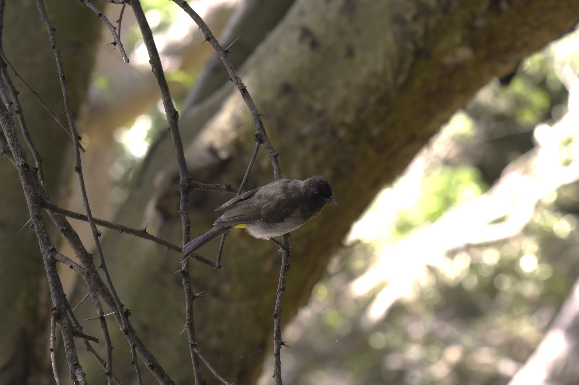Common Bulbul