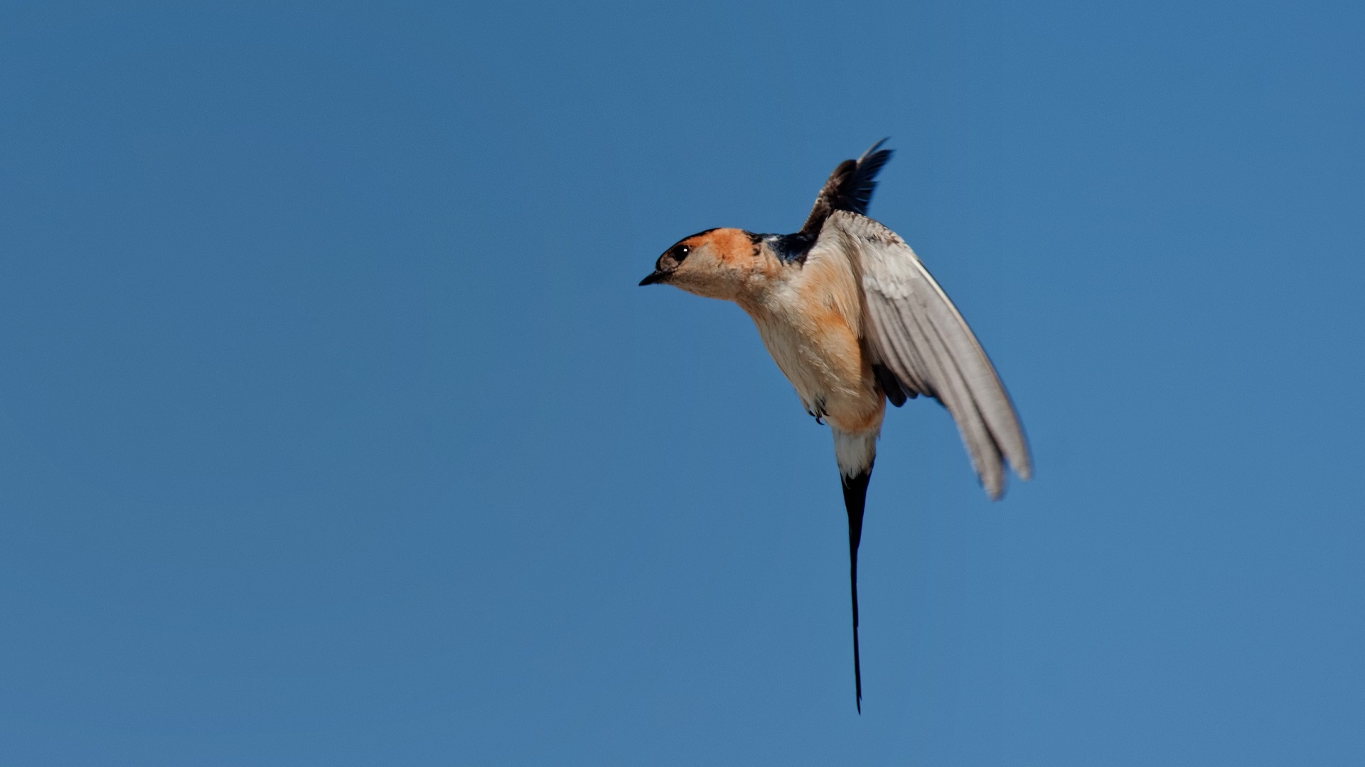 Red-rumped Swallow