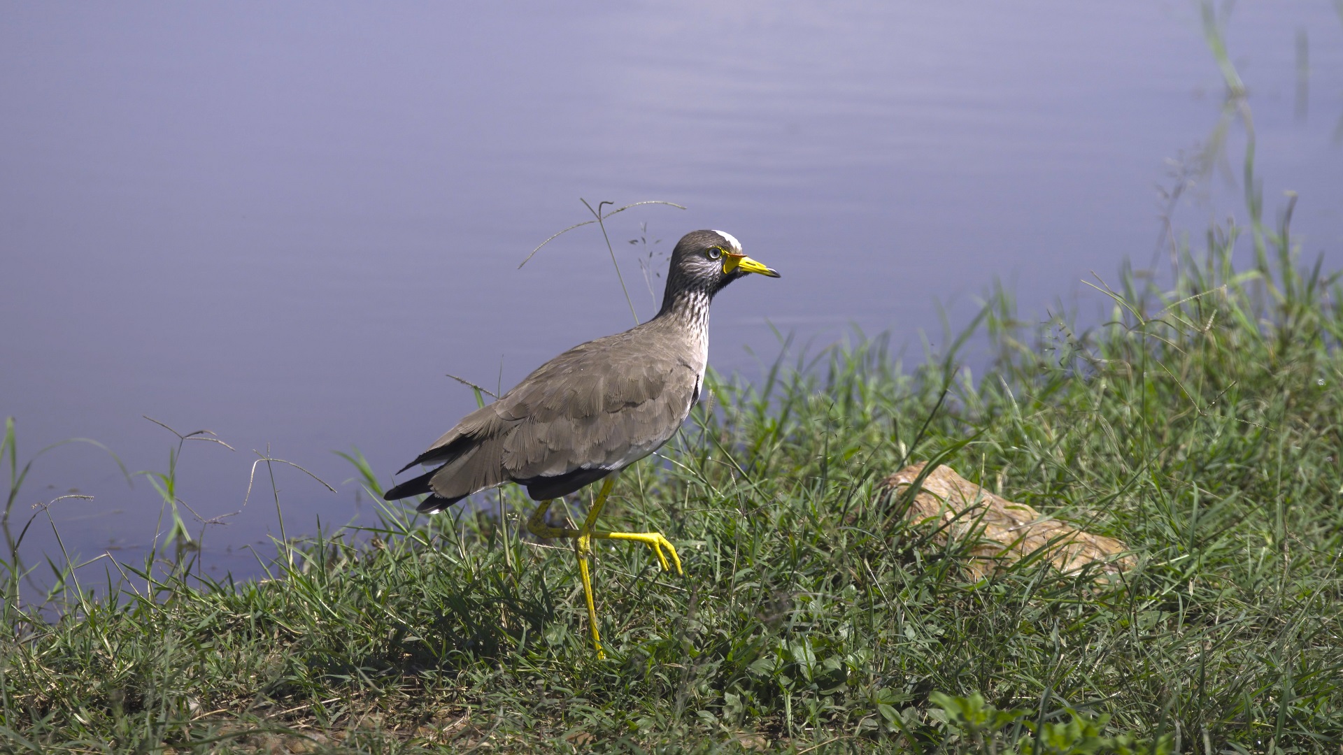Wattled Lapwing