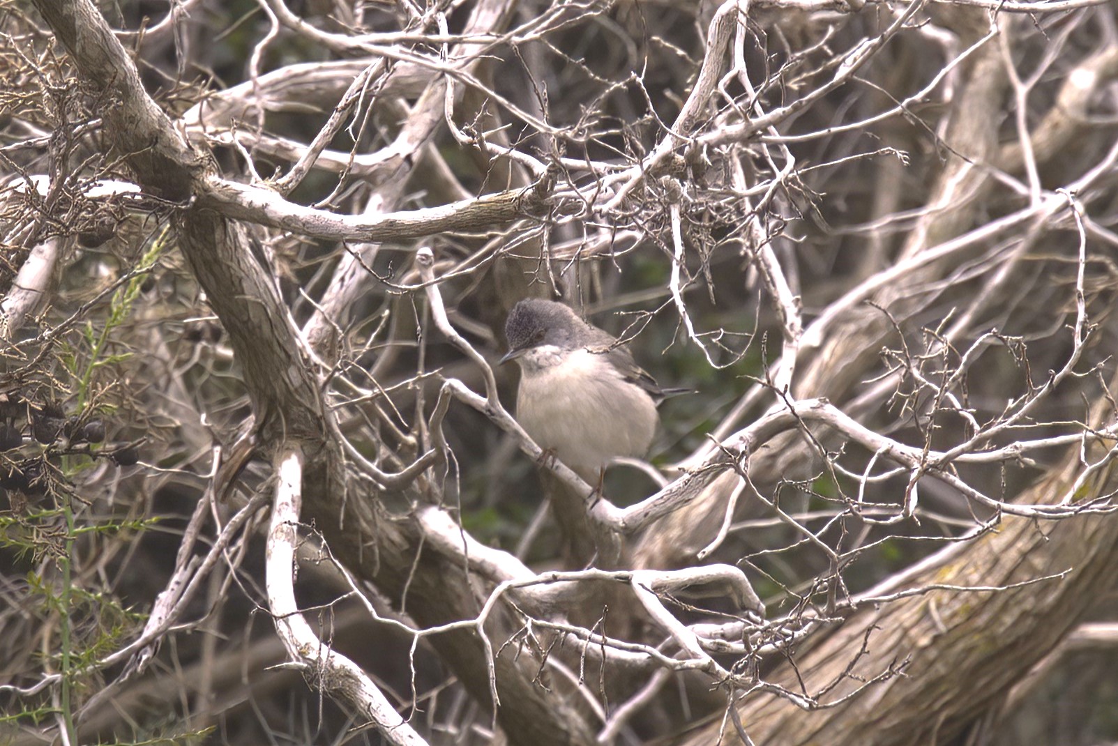 Lesser Whitethroat