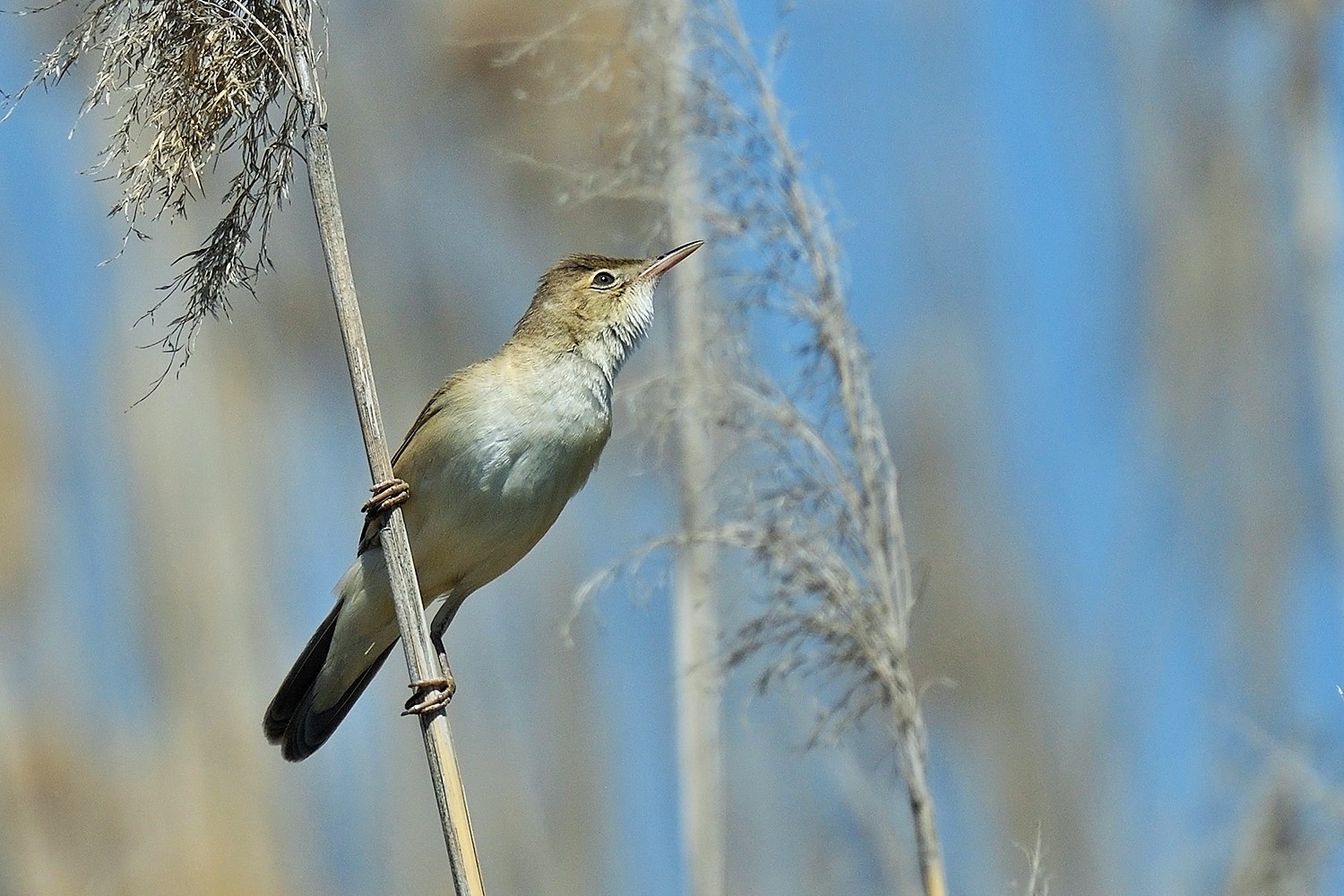 Great Reed Warbler