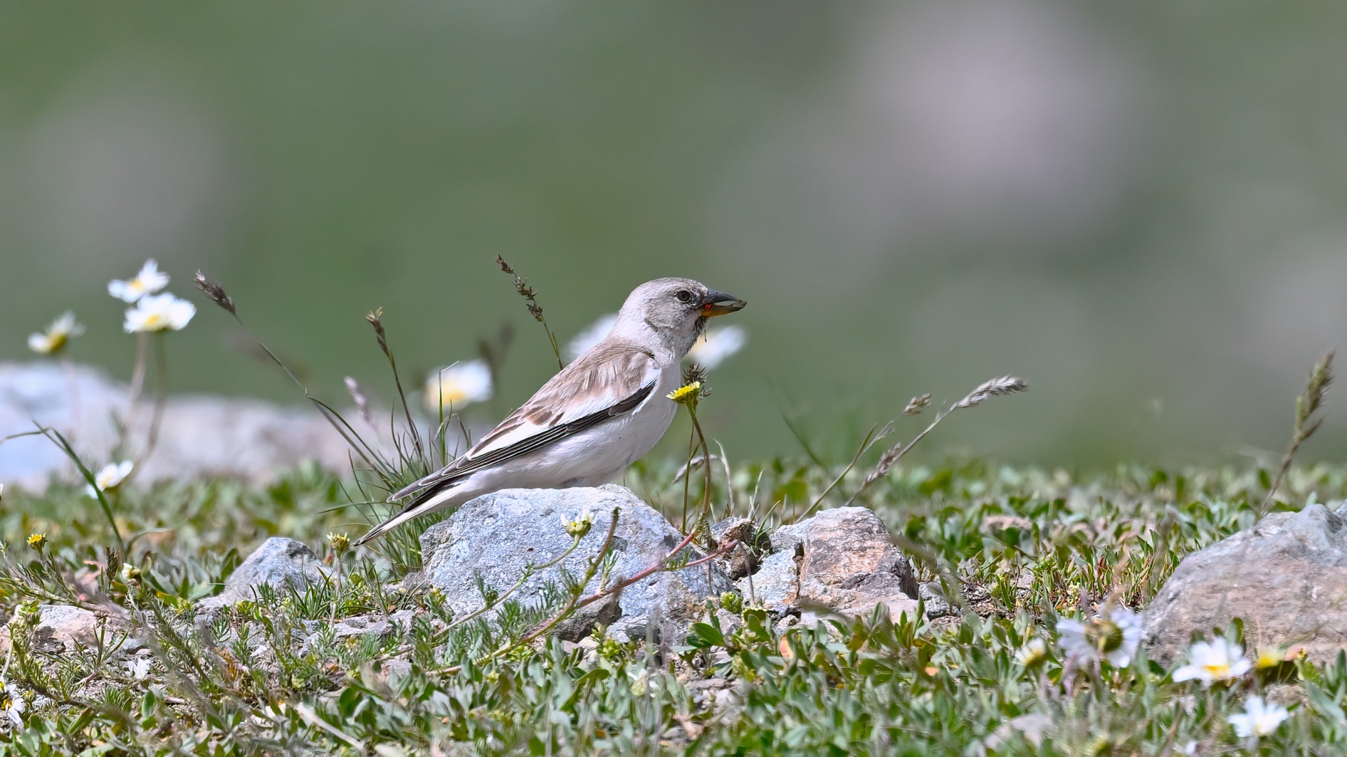 White-winged Snowfinch