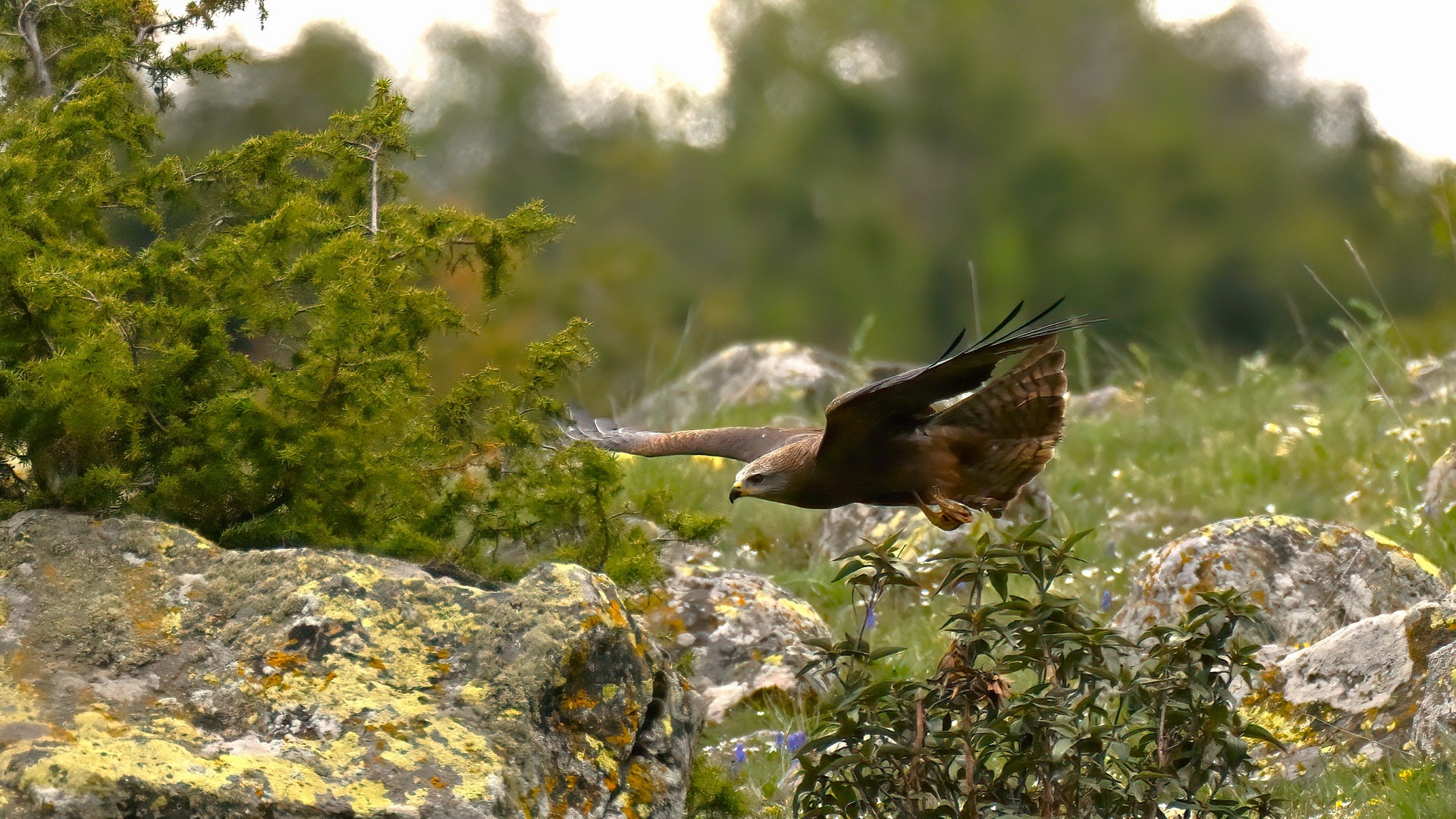 Black Kite — Ana fotoğraf