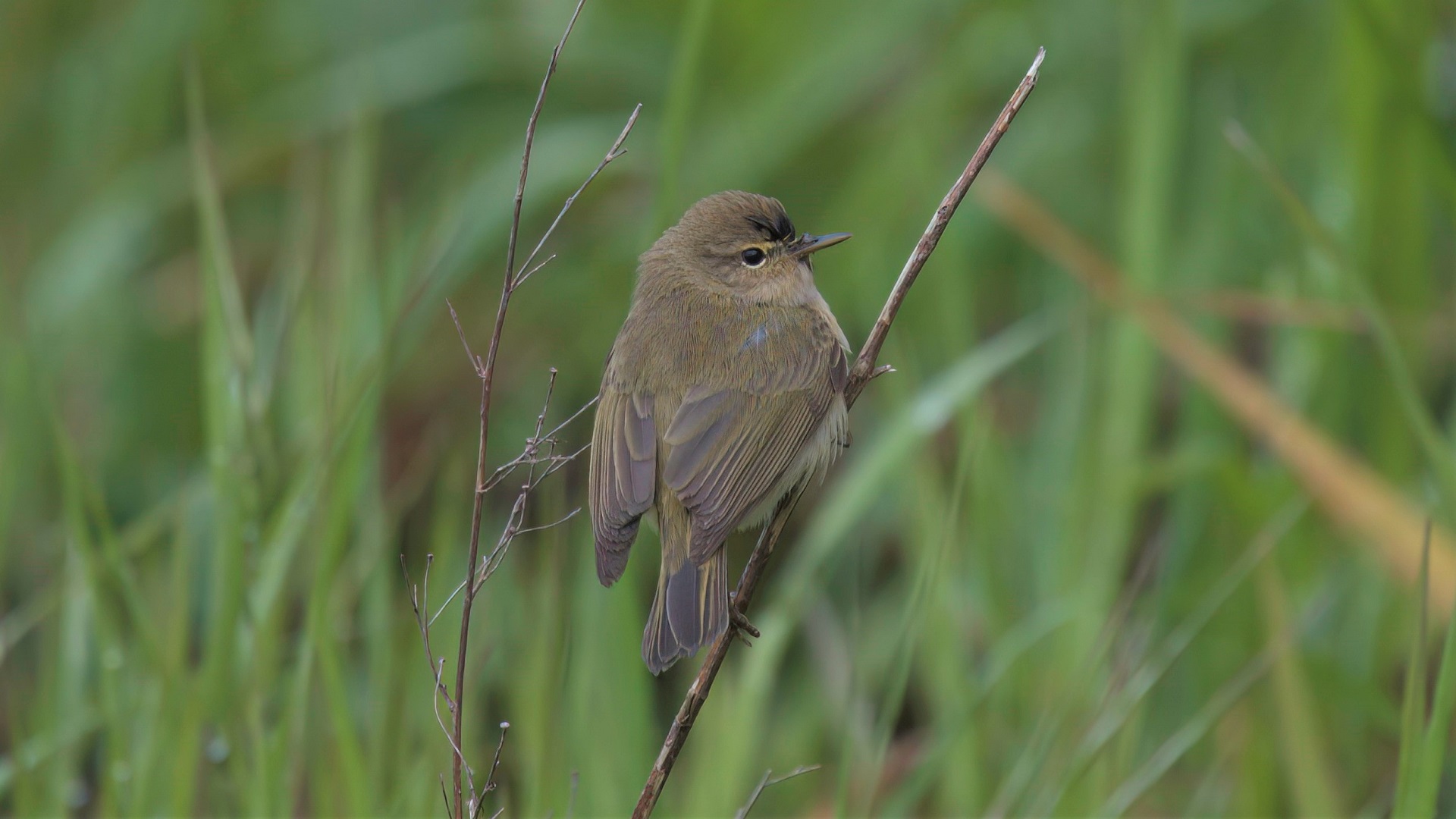 Common Chiffchaff