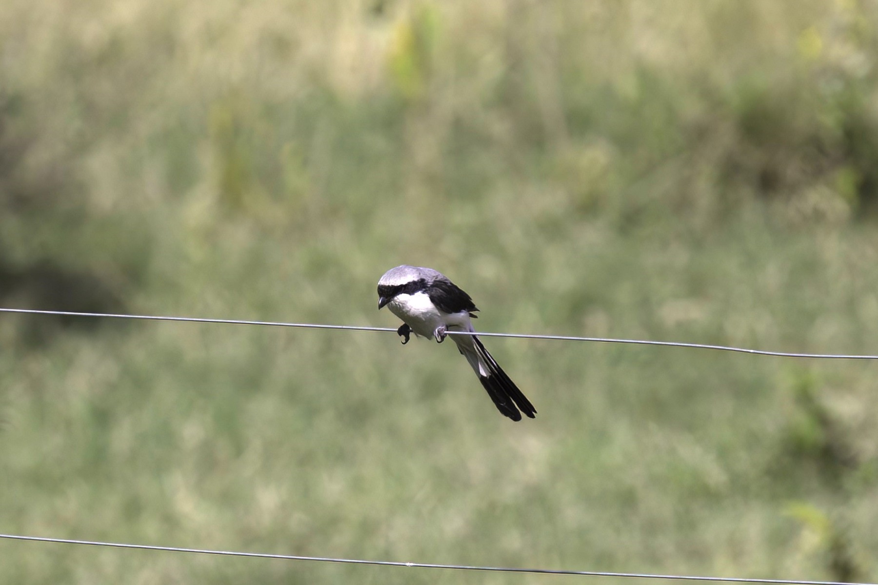 Gray-backed Fiscal