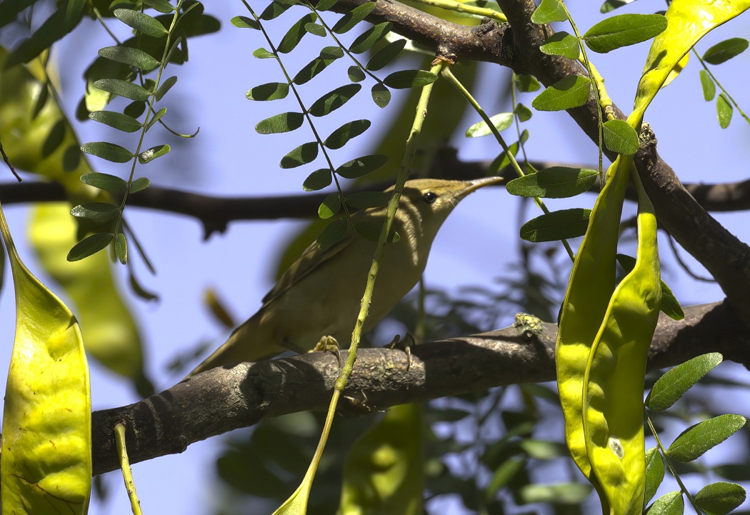 Icterine Warbler