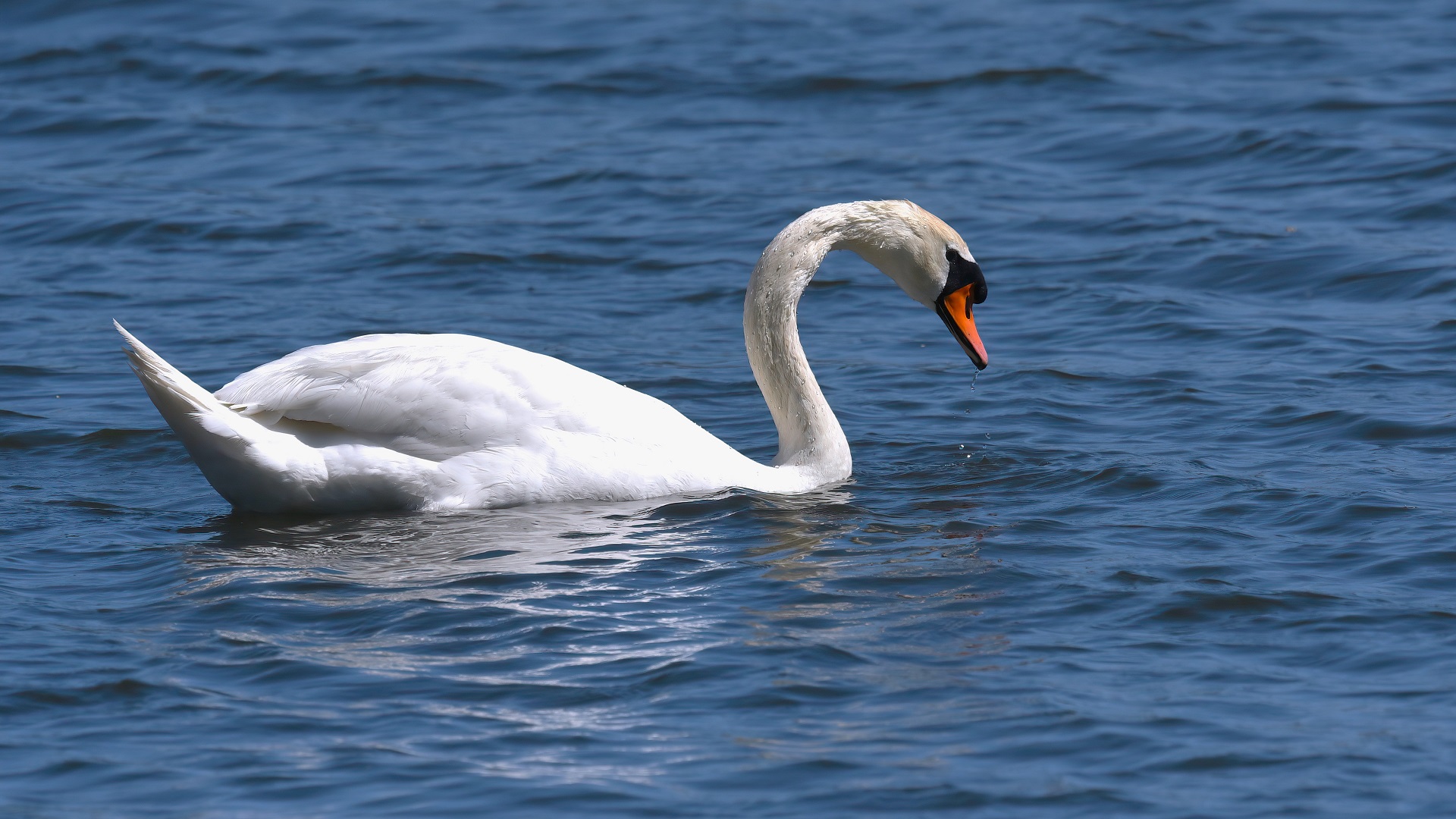 Mute Swan